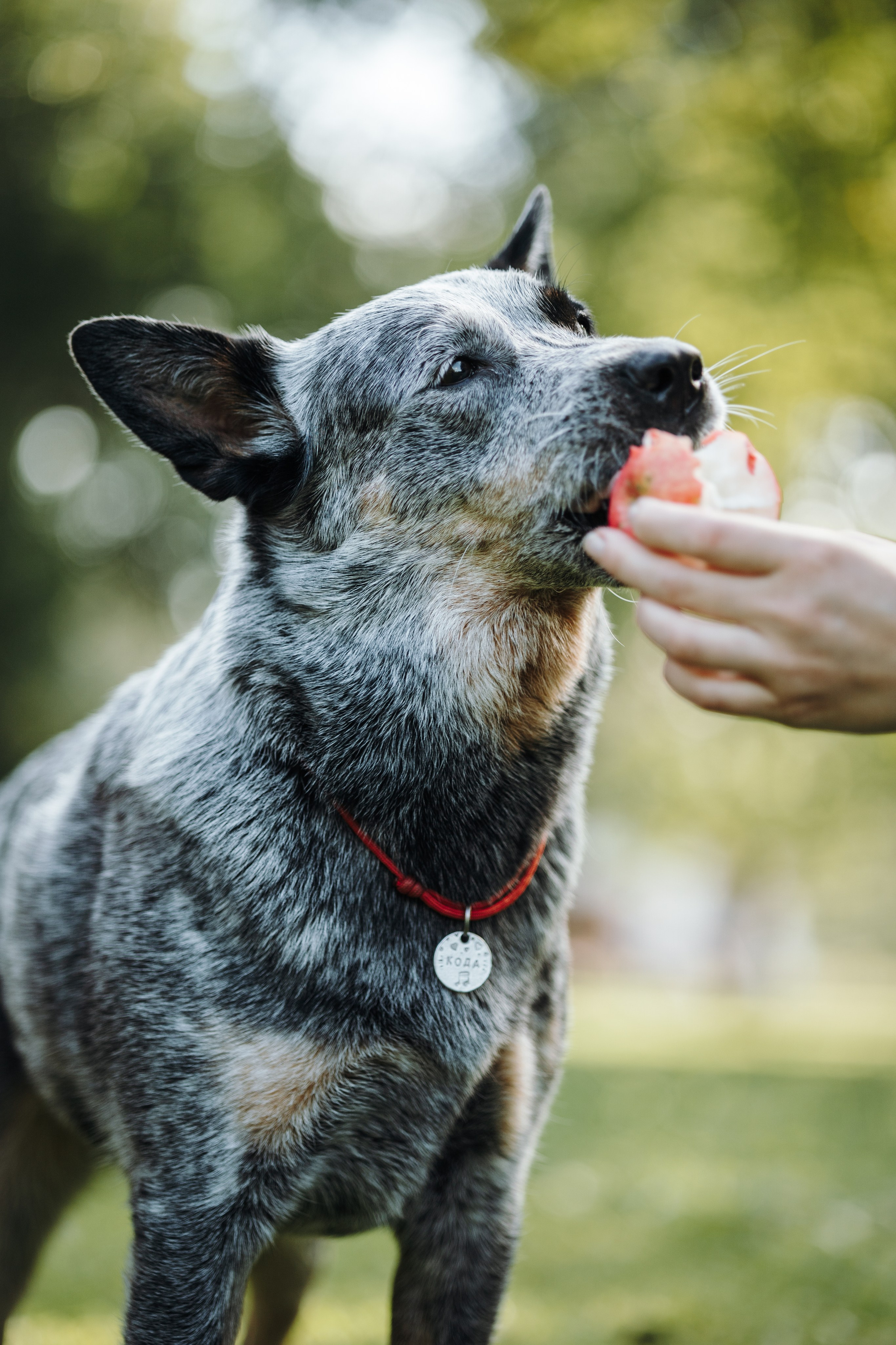 Кода и ее семья. Фотограф — Анималист | Санкт-Петербург