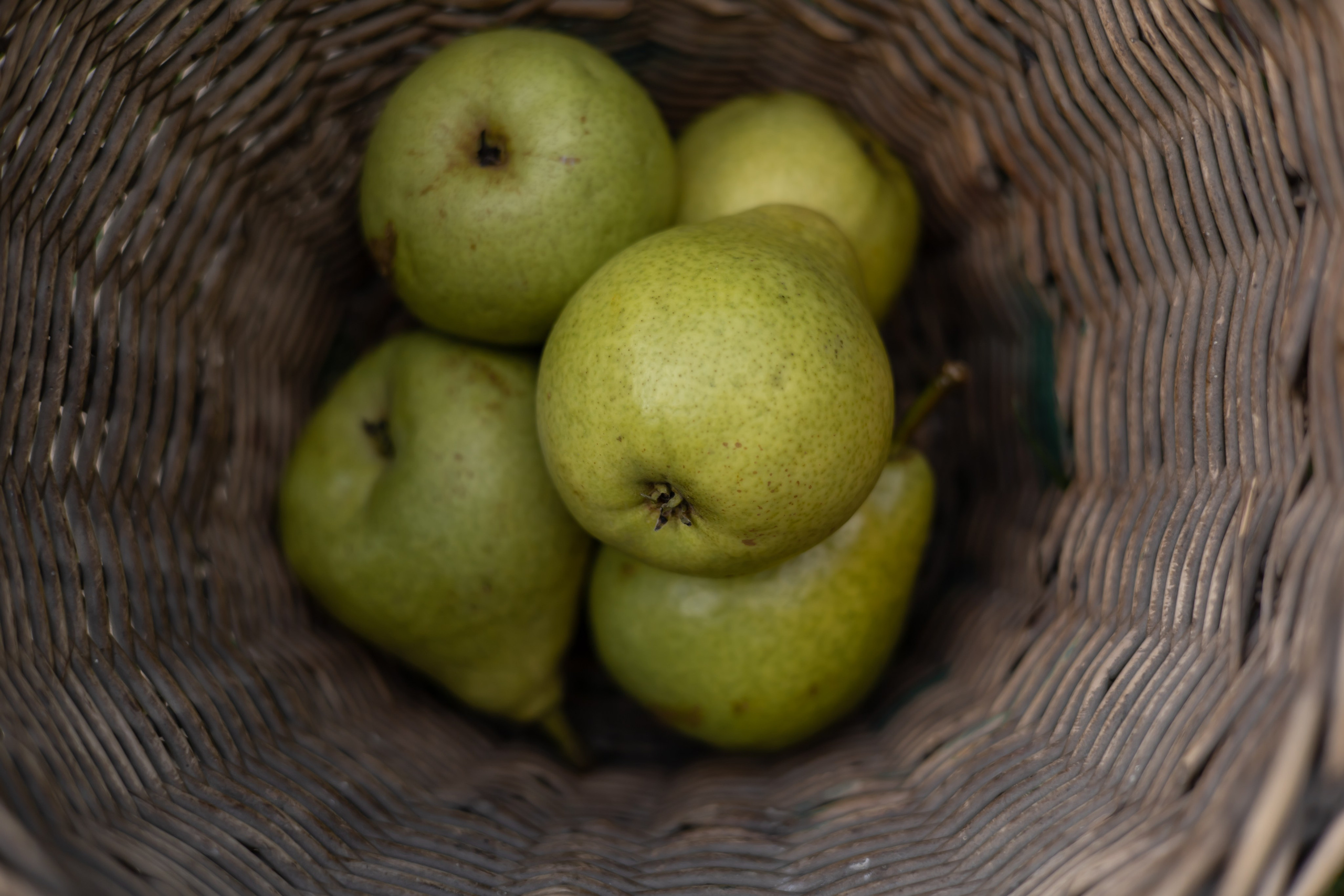 ДИНИЯ. Фотограф Элла Ефимова