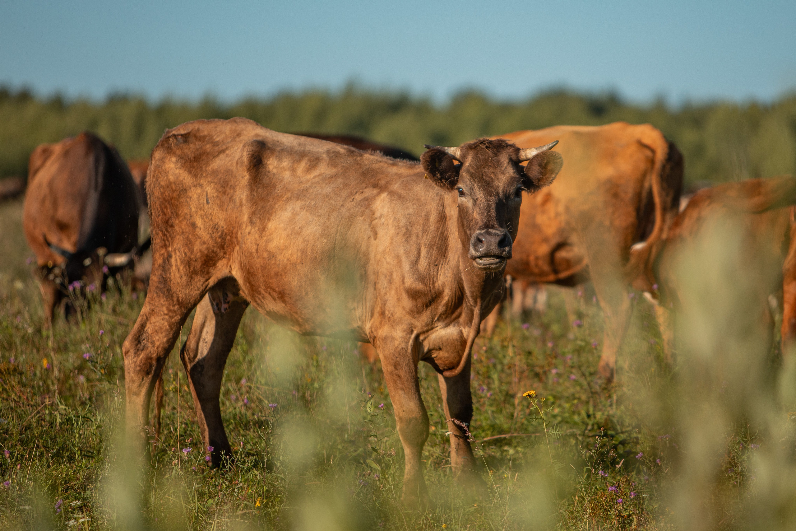 Село Тимирязево, Лухский район. Фотограф Сергей Ловкий