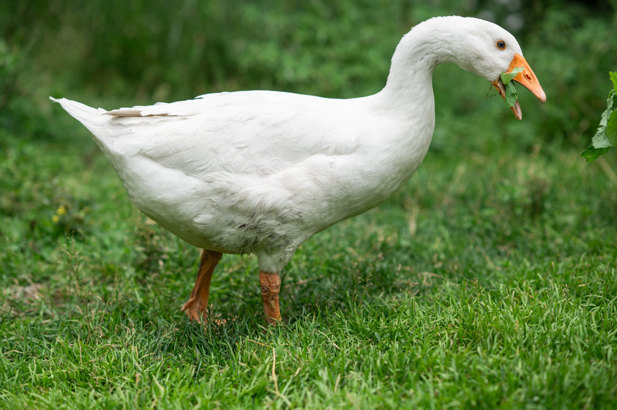 В САДУ. Семейный фотограф Екатеринбург Лора Мур