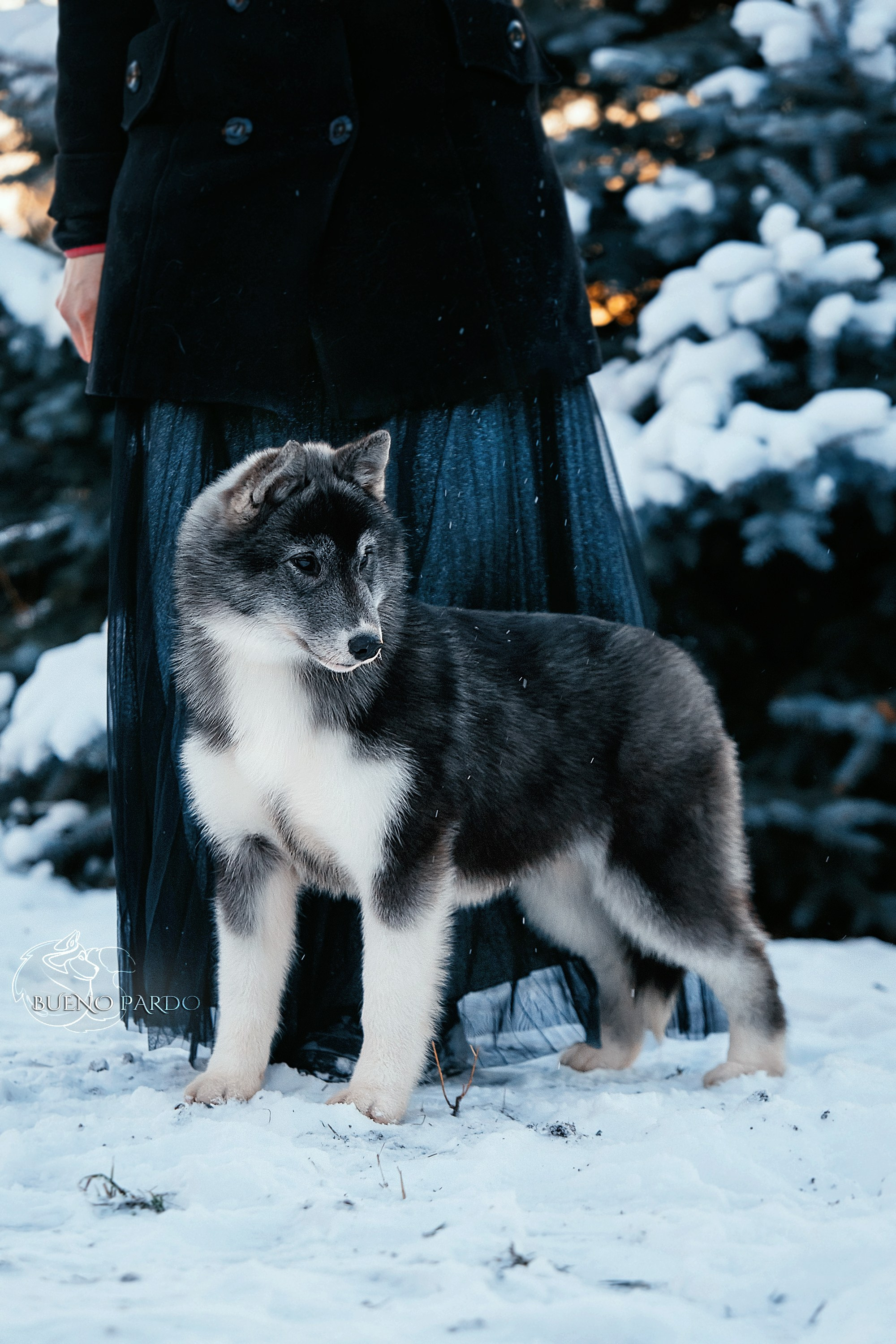 Щенки сибирского хаски из питомника. Питомник собак Акита, Хаски, Корги