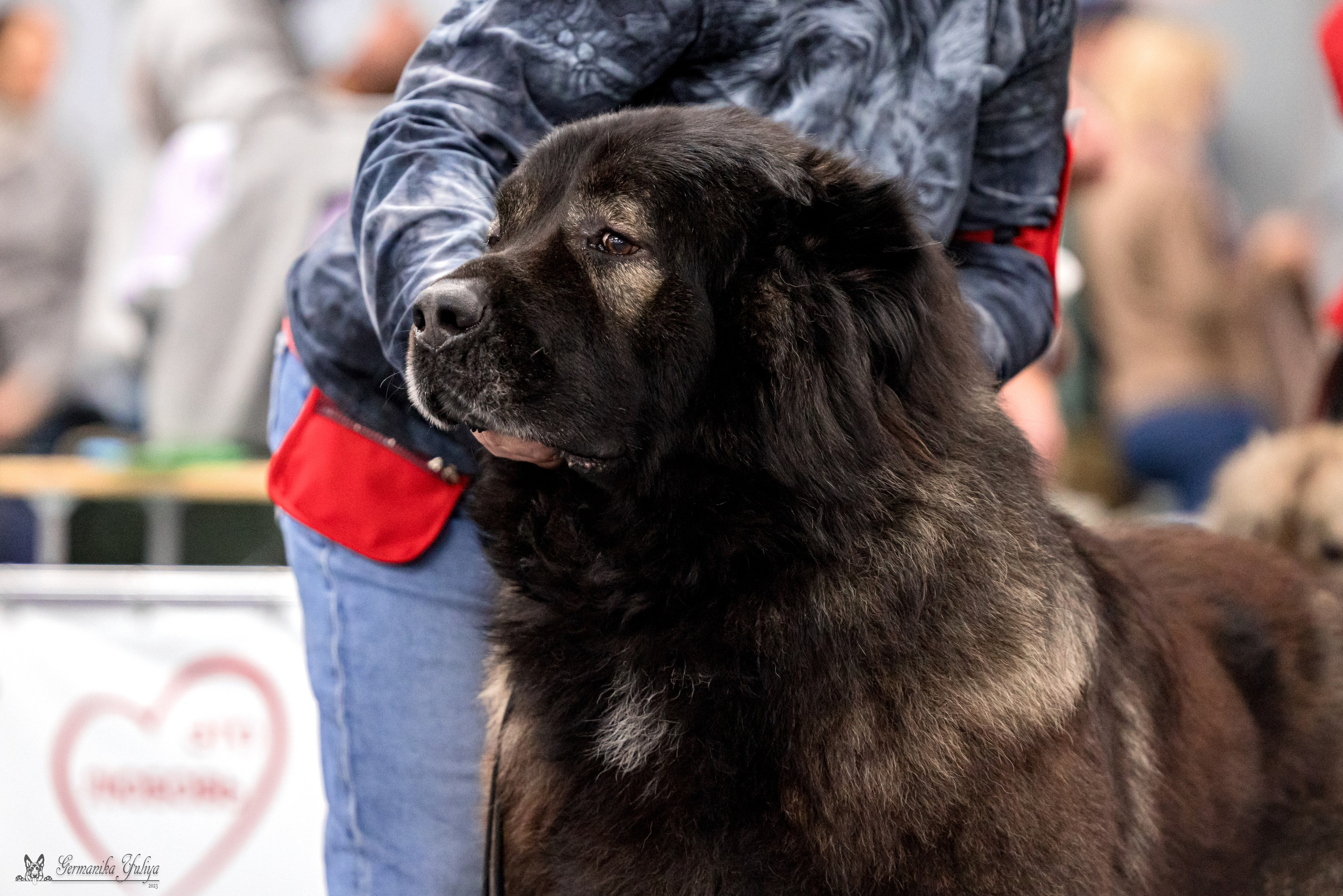 Сфера 29.10,Крокус 4.11,Сфера 12.11.2023. Фотограф-анималист Юлия Германика