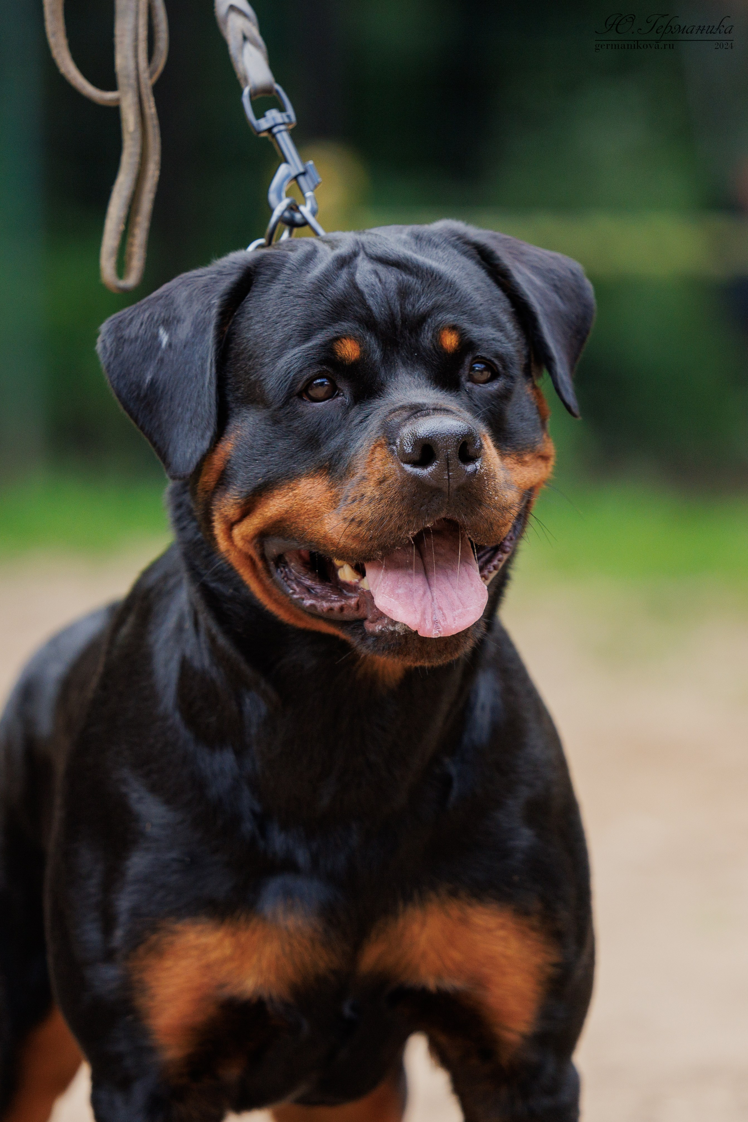 Рязань-Ховрино 10-11.08.2024 3хмоно ротвейлеров