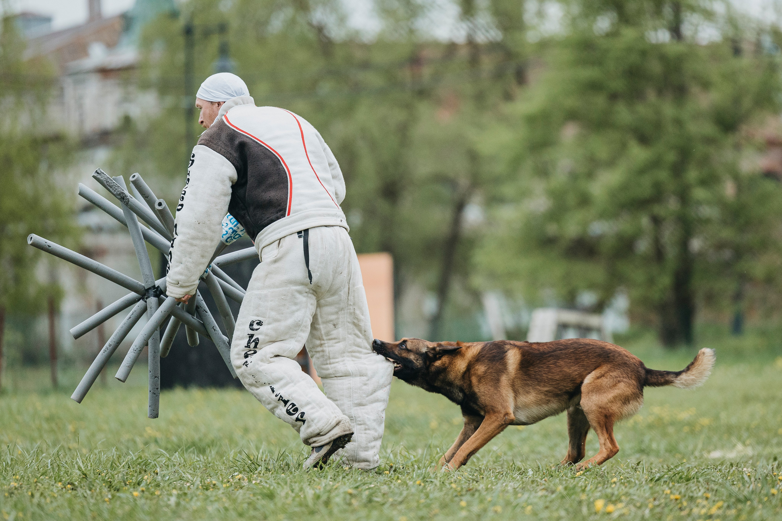 26.05.25 г. Пушкин квалификационные соревнования. Фотограф-анималист Анна Маринич