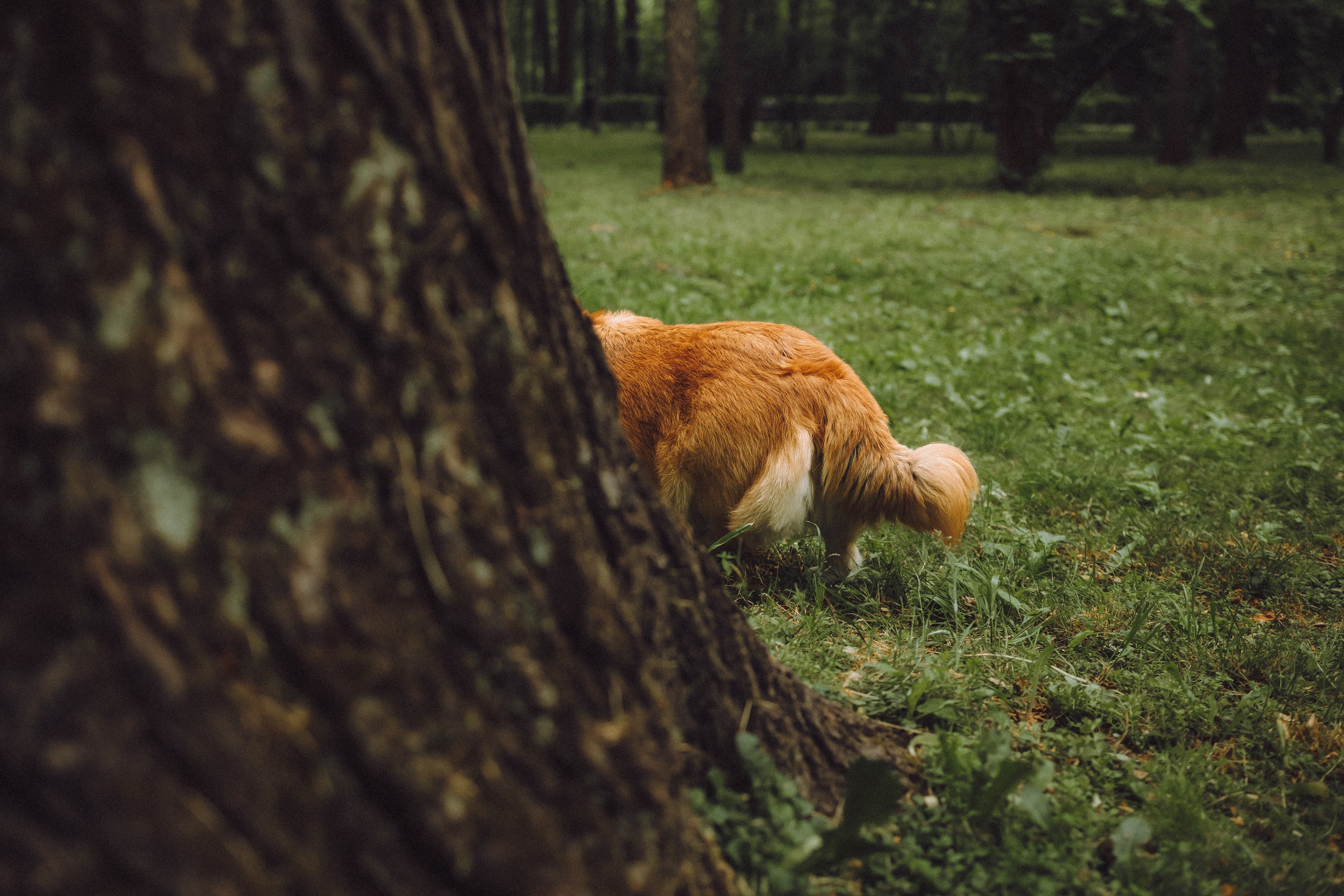 Ира, Леша и Харли