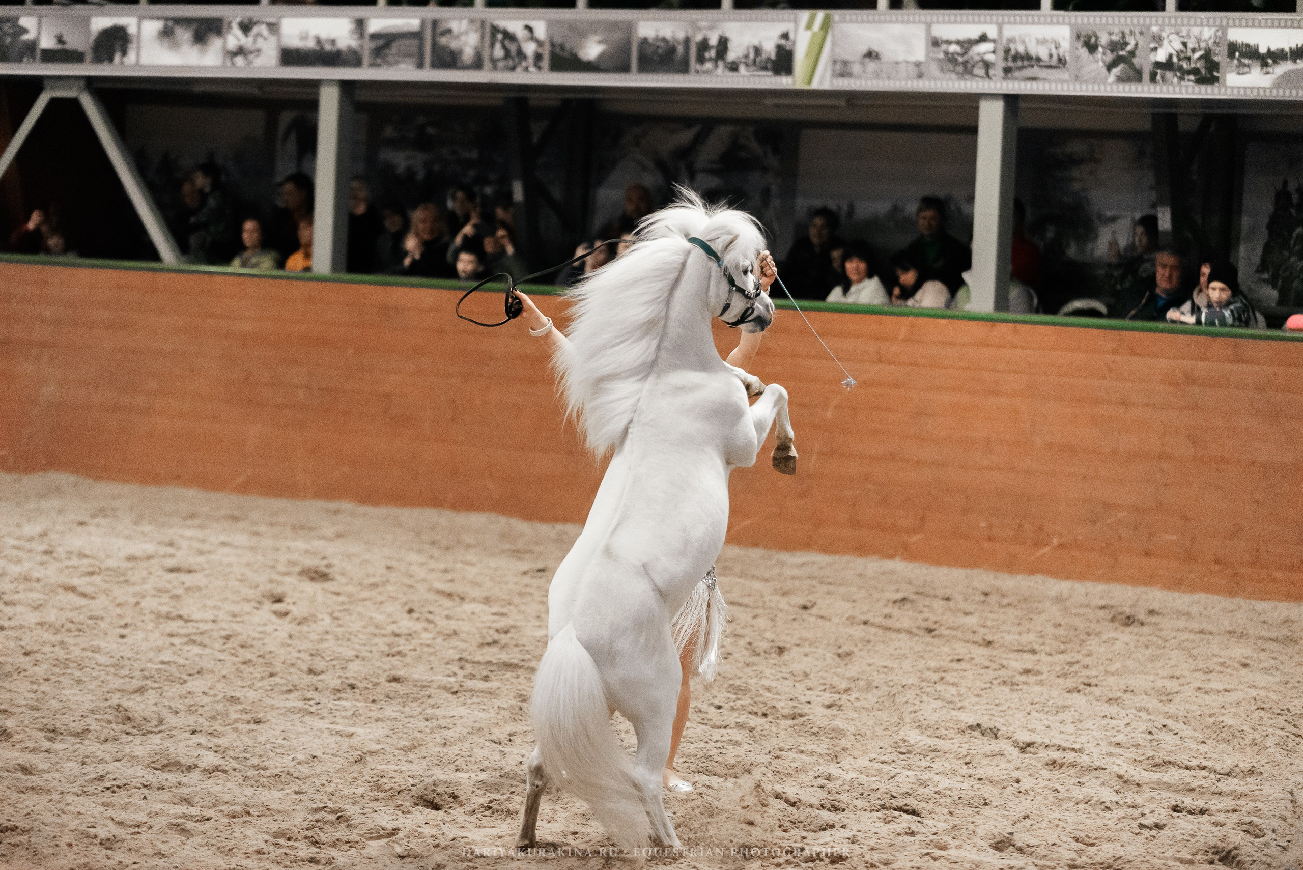 Конное представление «Дыхание Звёзд». Конный фотограф Куракина Дарья • Фотосессии с лошадьми