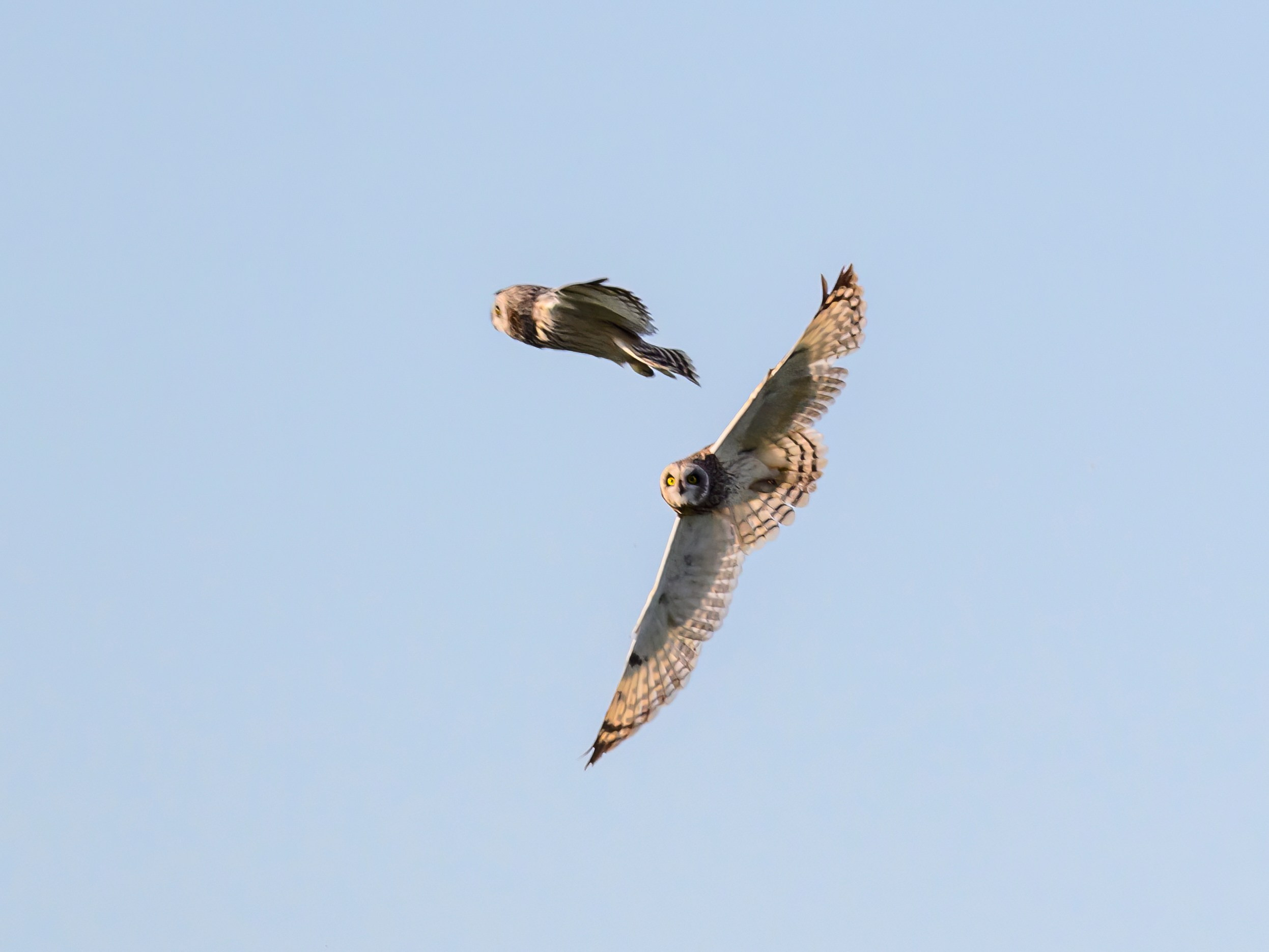 Совы играют в догонялки. Wildlife photography by Sergey Puponin