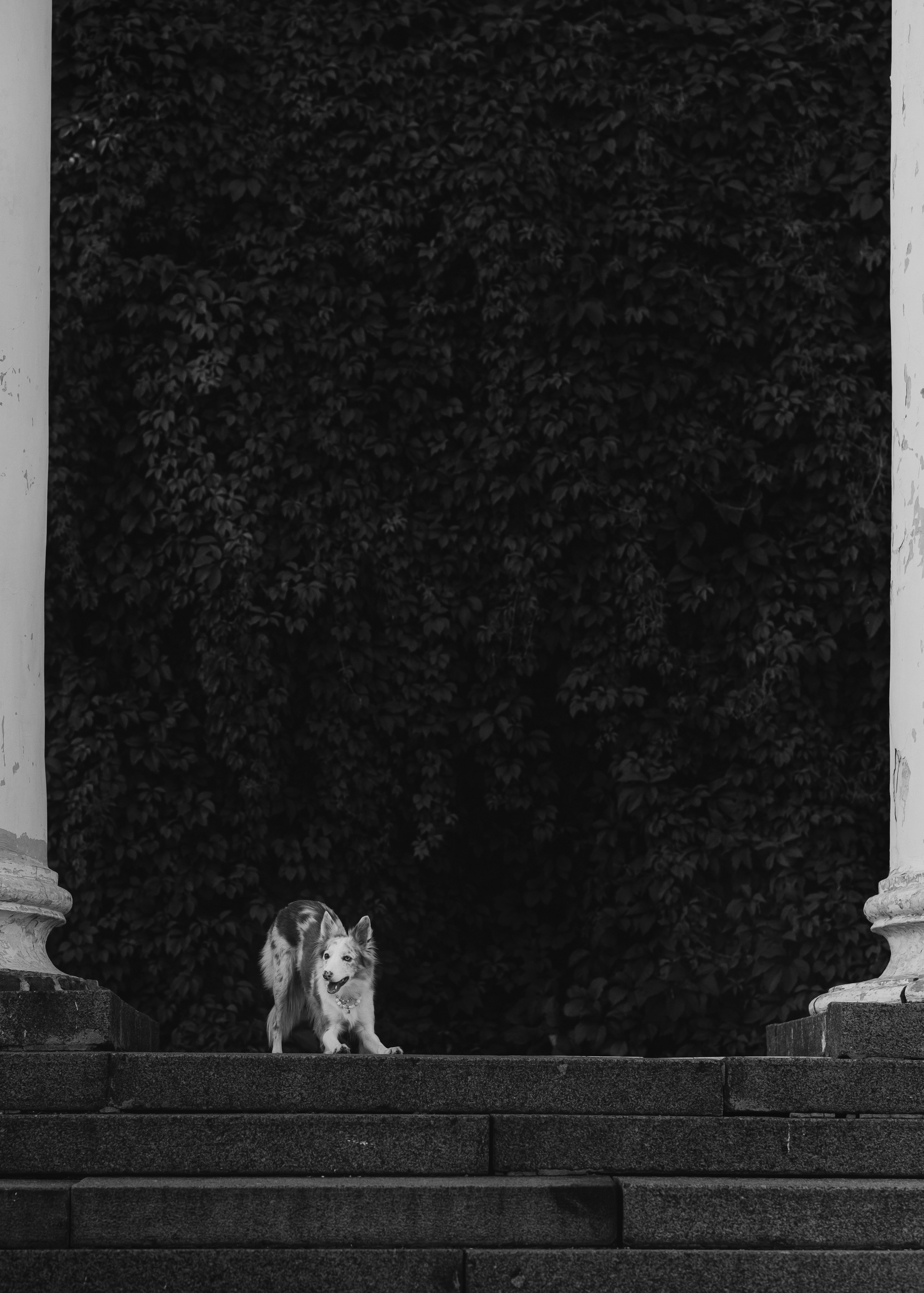 Вэй. Фотограф- анималист Александра Матвеева