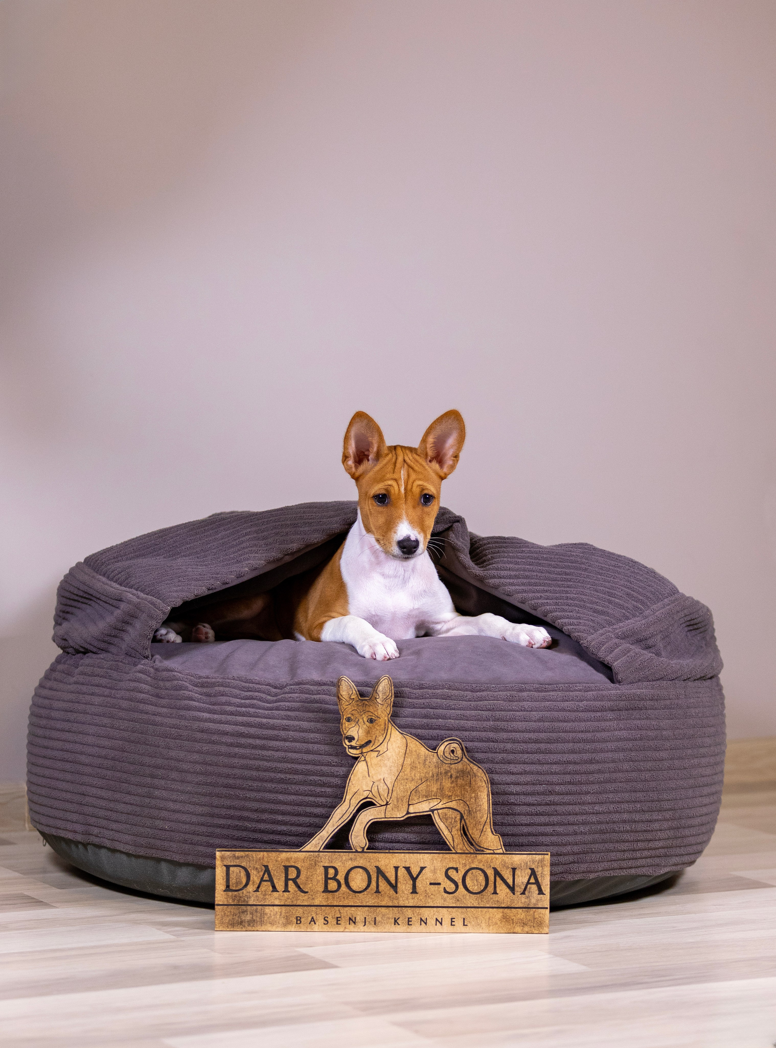 Басенджи. Фотограф — анималист Татьяна Ли