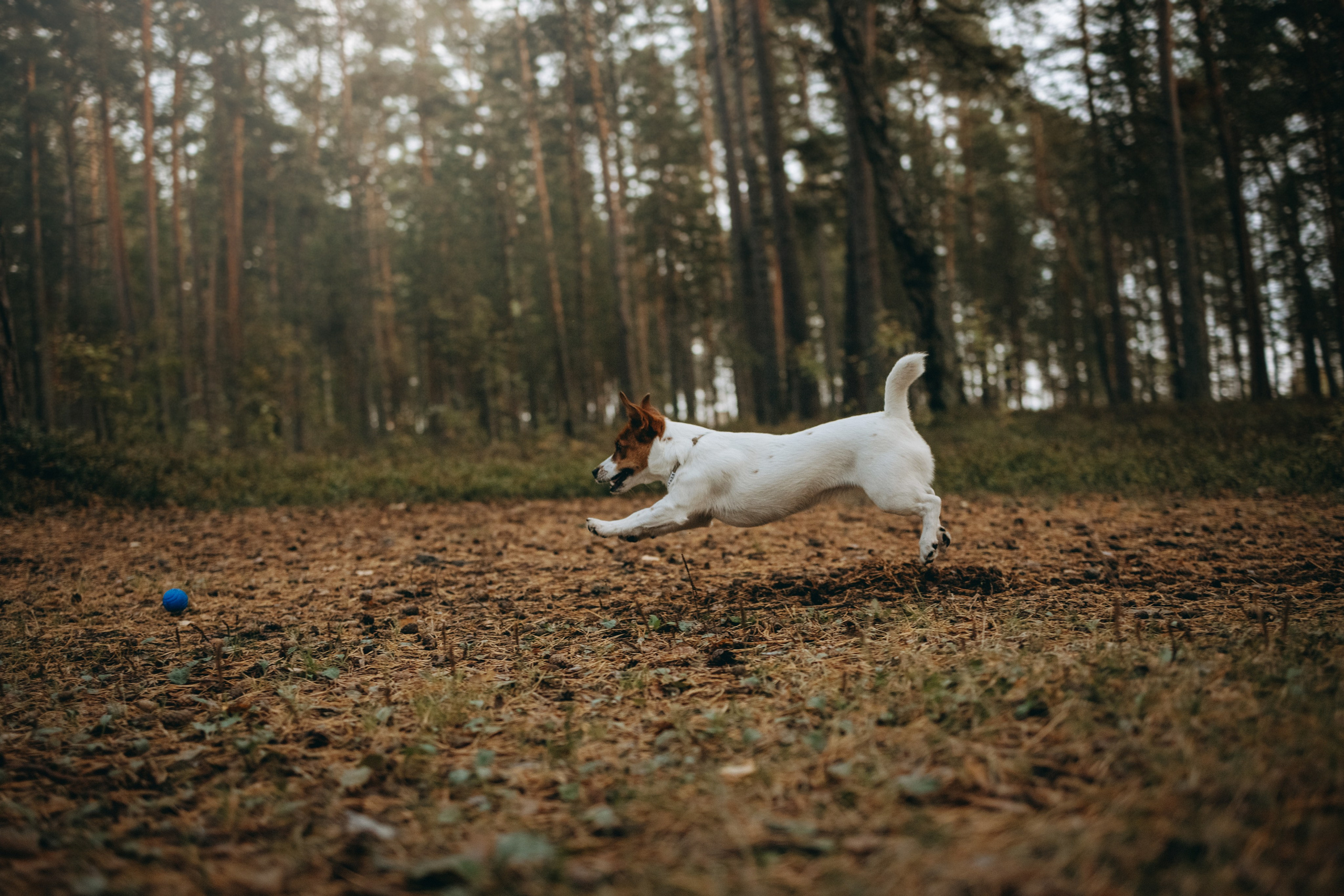 Лея и ее семья. Фотограф — Анималист | Санкт-Петербург