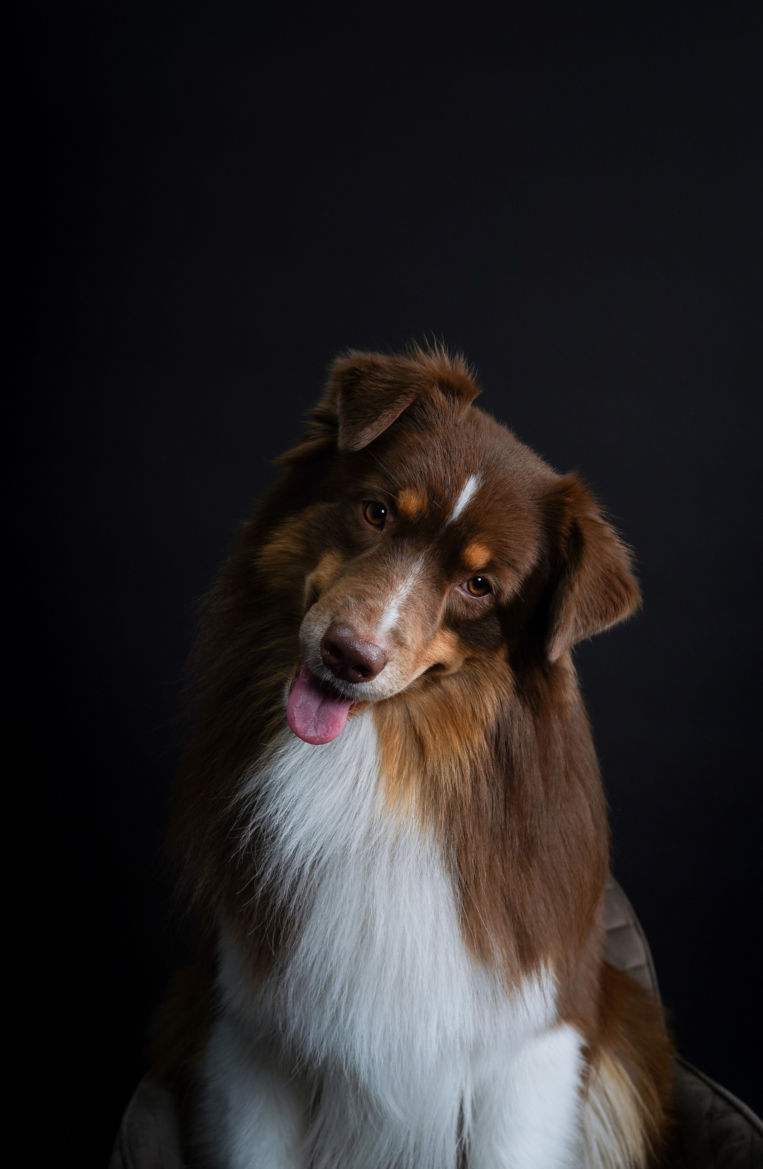 Аусси Рокки. Фотограф-анималист в Санкт-Петербурге Яна Мартынова