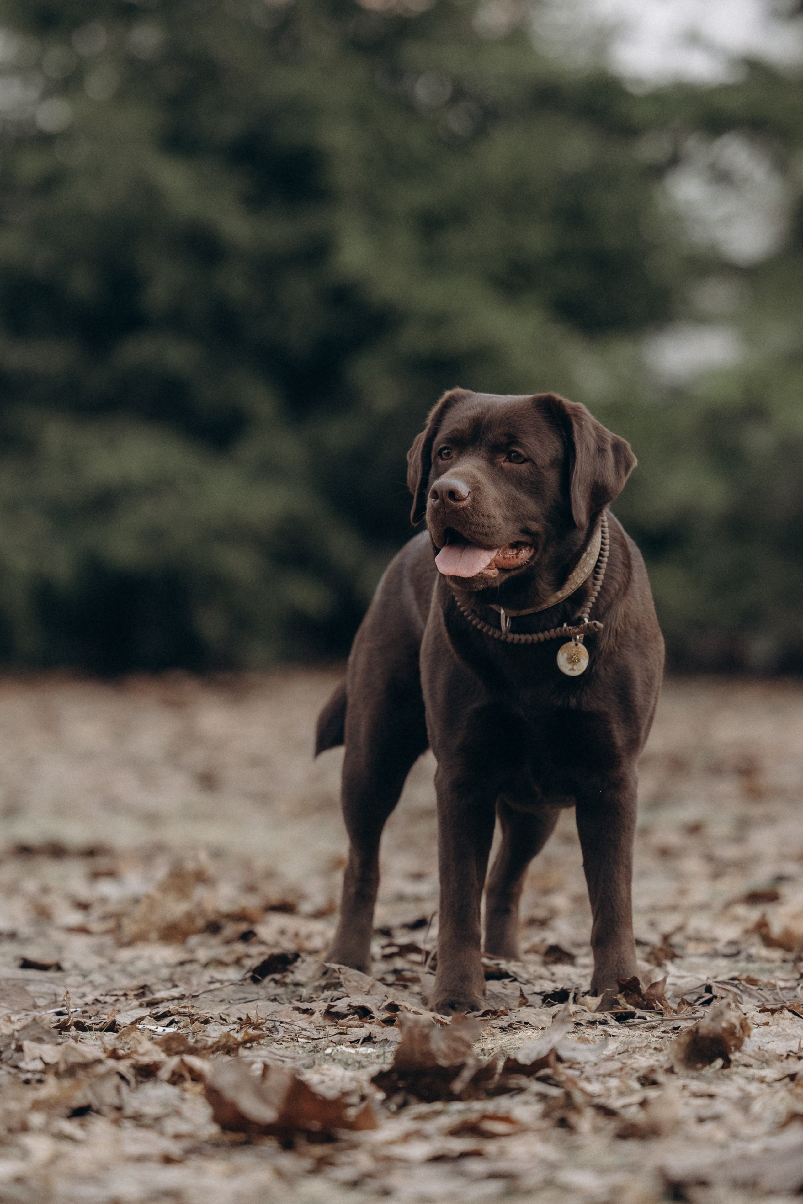 Наталия и Пальма в парке. Фотограф анималист в Казани Алина Сулейманова. Фотограф животных