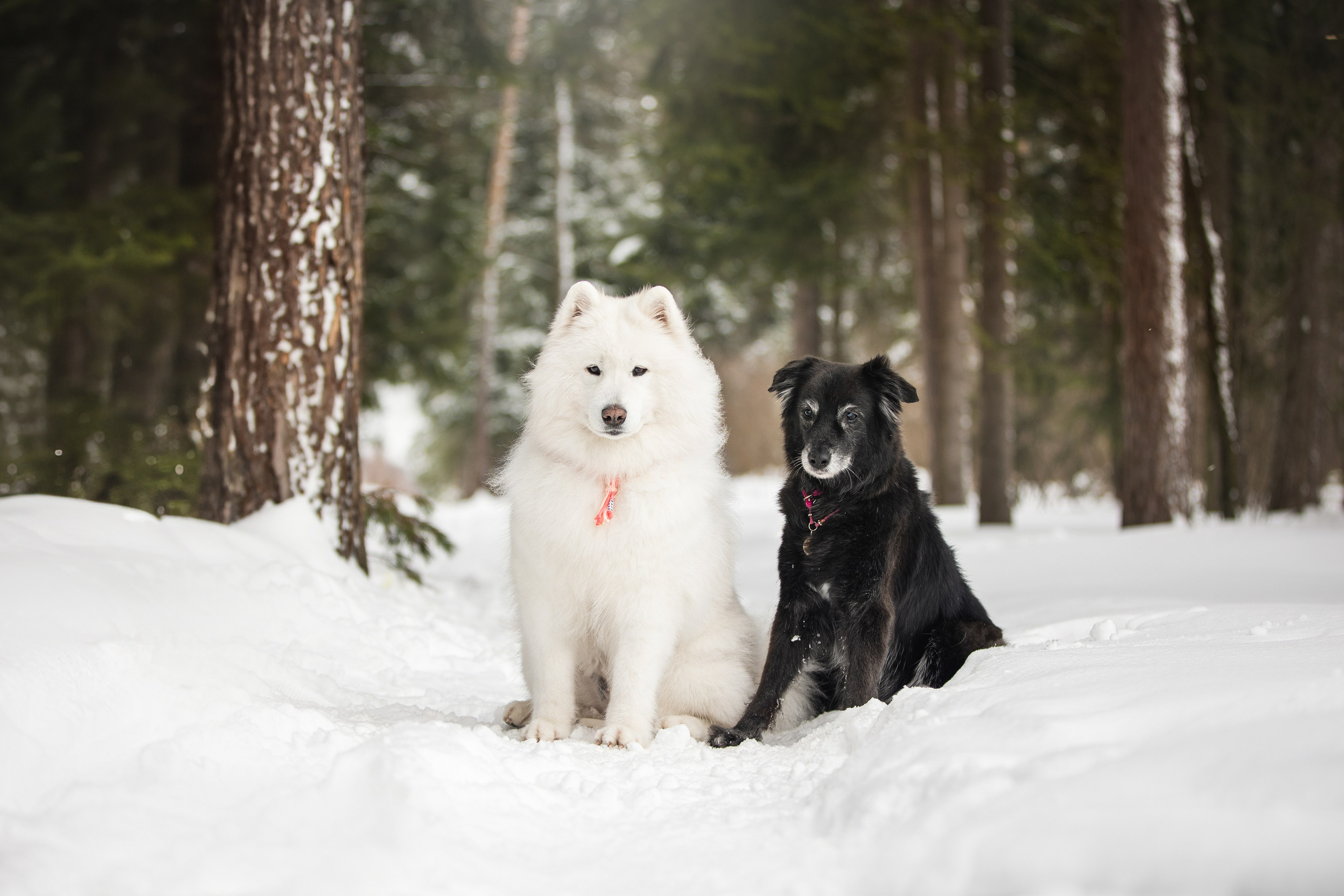 Валя, Варя и Лада. Фотограф анималист в Москве Майорова Евгения