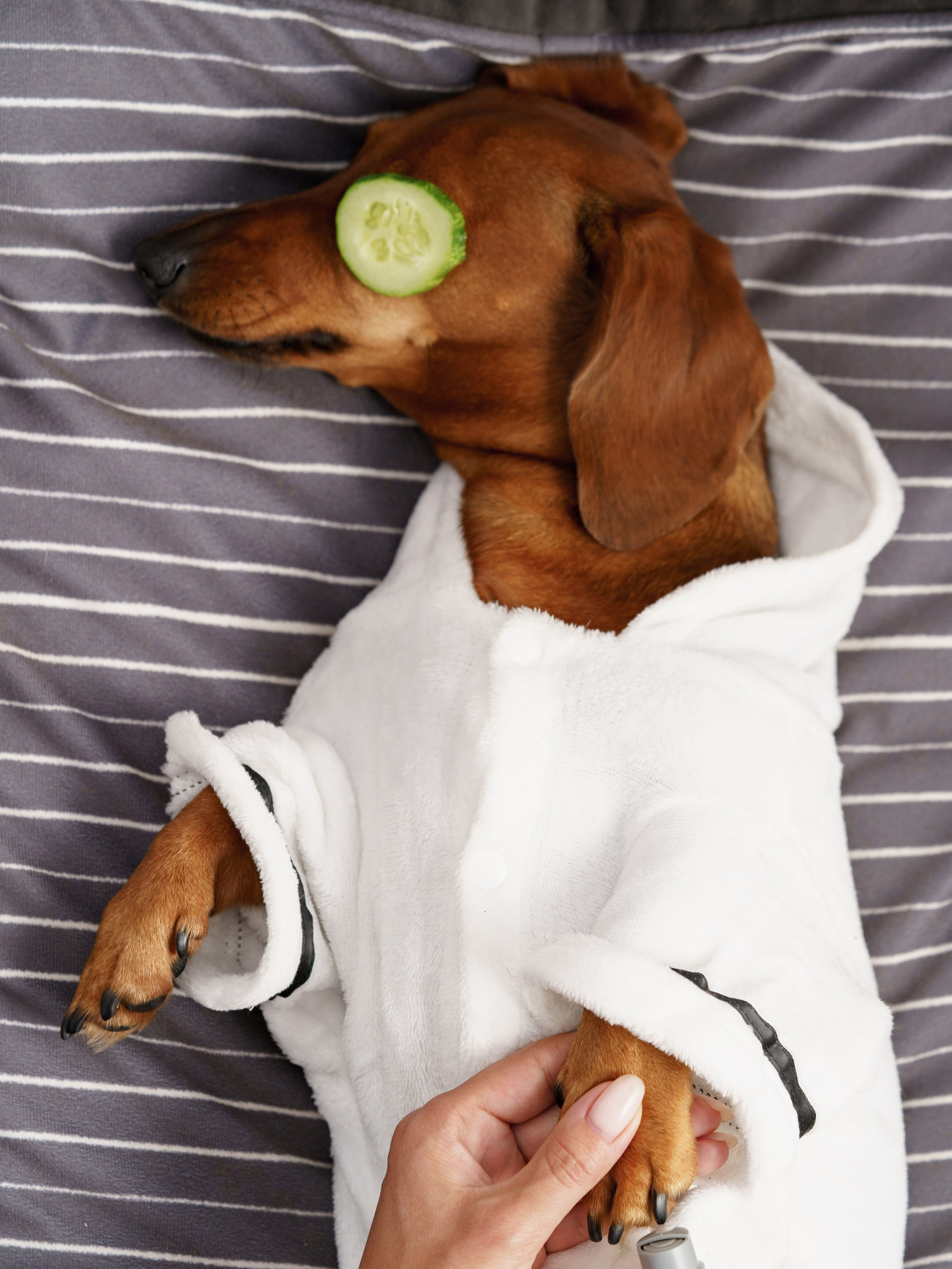 Съемки с животными. КЕД Студия-контент агентство полного цикла СПБ. Создаём фото, видео и контент, который помогает брендам и селлерам продавать больше