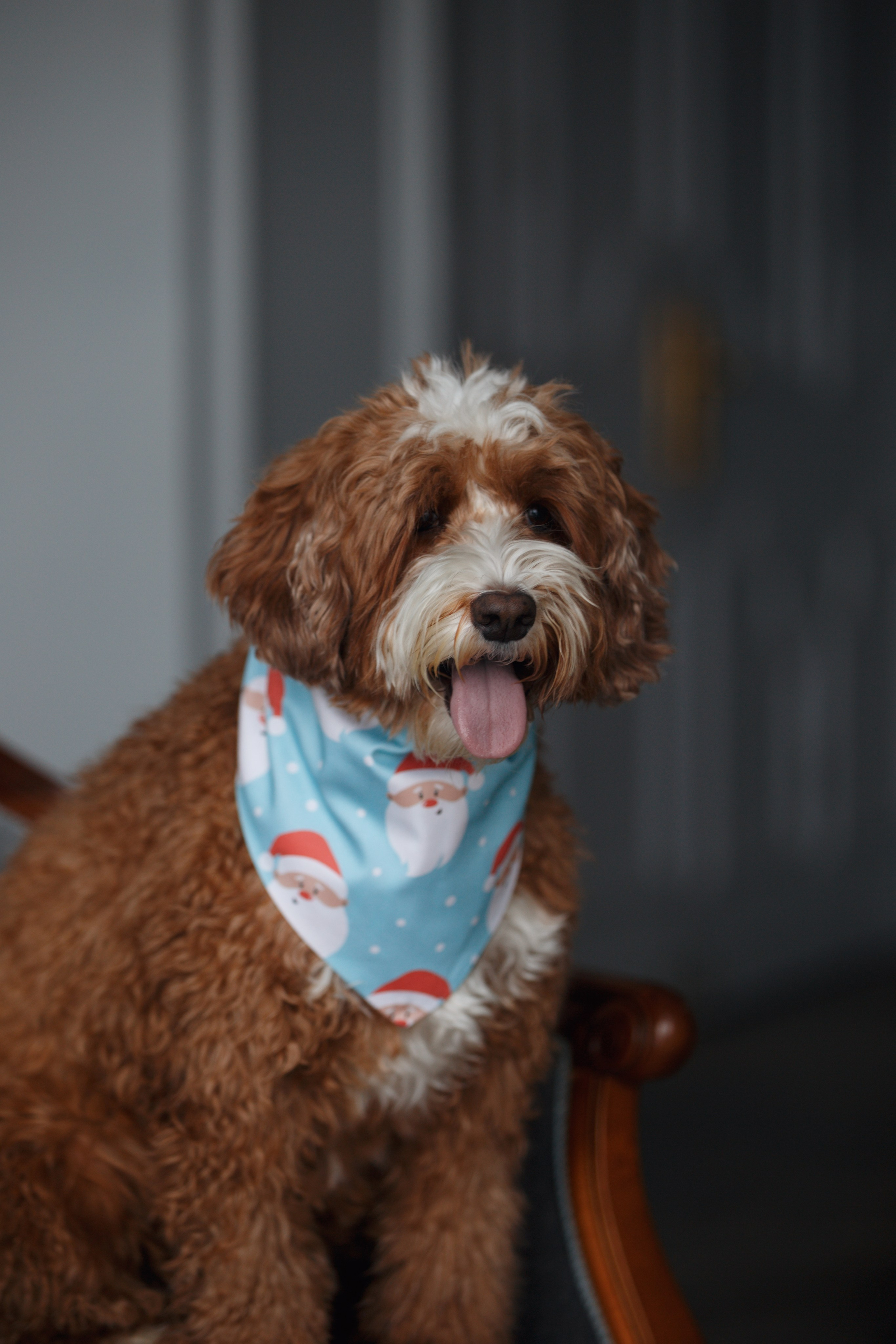 Bmbh лежанки и адресники. Фотограф анималист Кристина Карпова, Москва