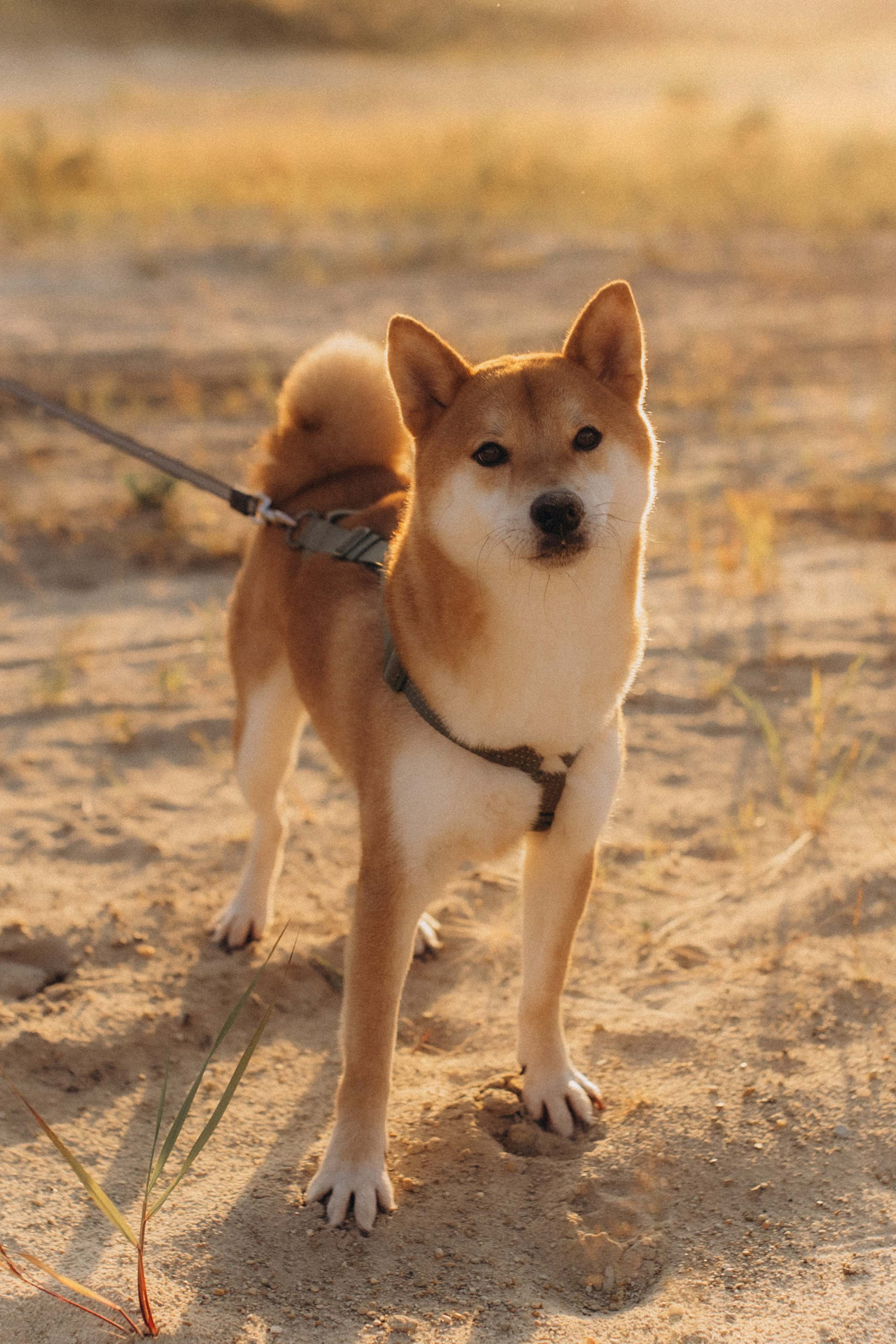 1.08 Шин. Семейный и домашний фотограф Советский Югорск Екатерина Цыганок