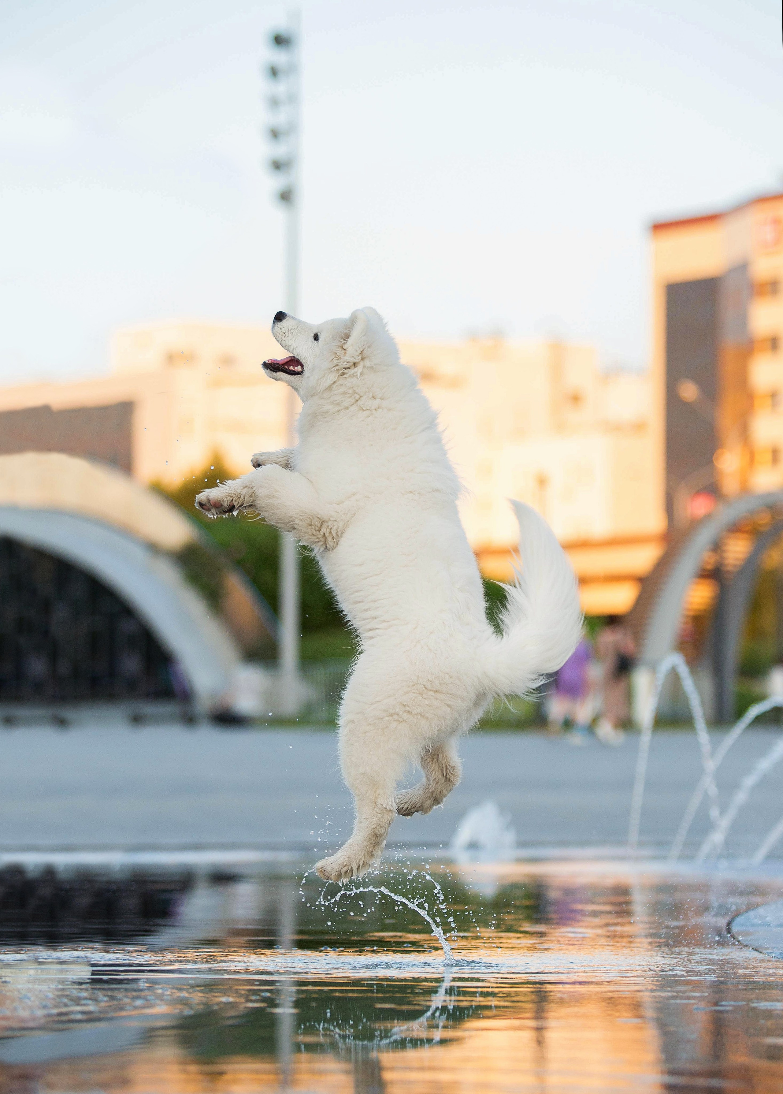 Анастасия, Евгений и самоед Ройс. Https://moshkovaphoto.ru/