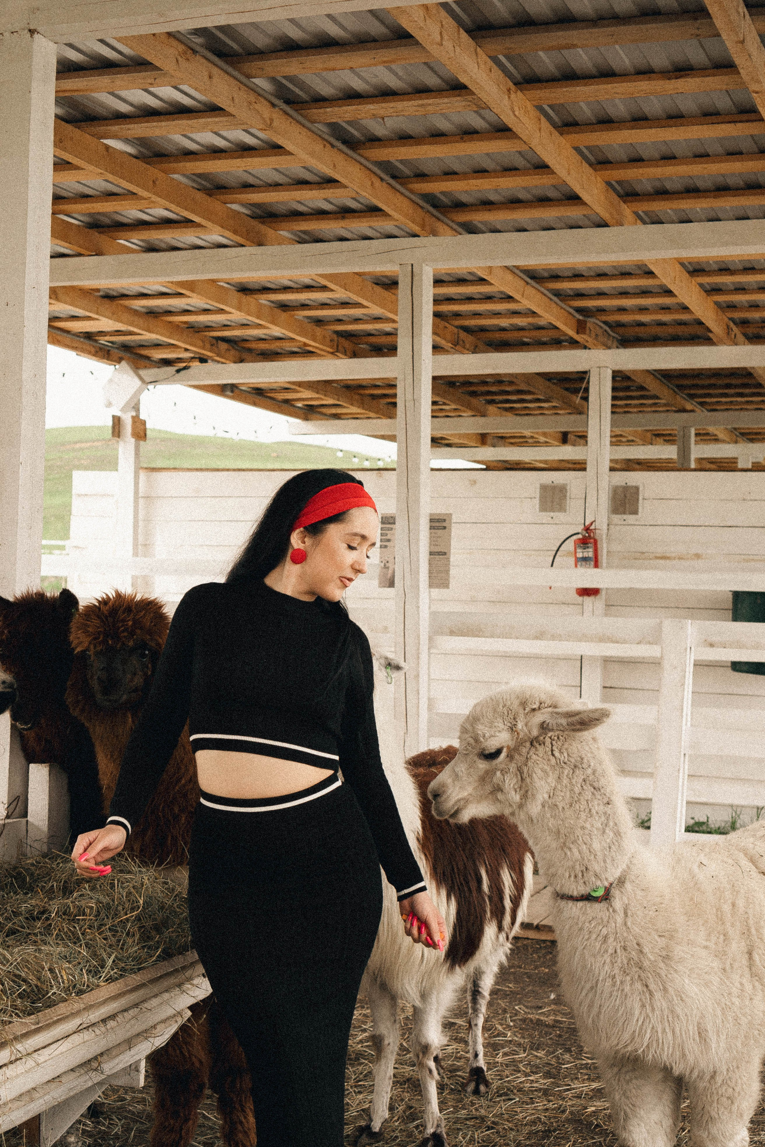 Ферма Альпак. Профессиональный фотограф, Санкт-Петербург — Виктория Богомолова