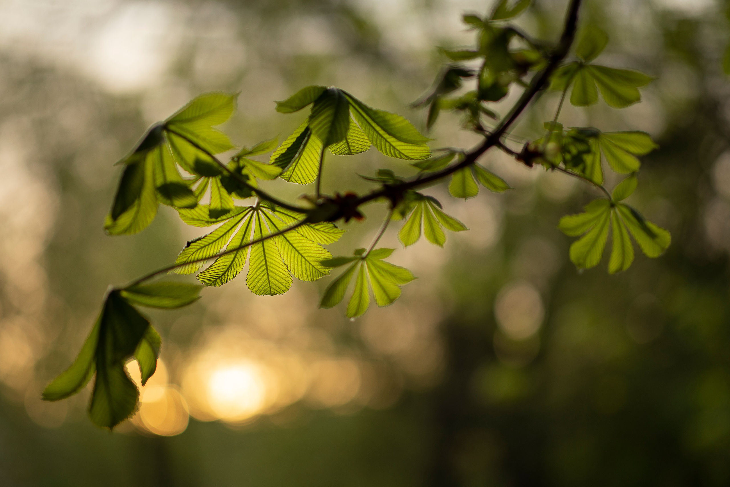 Весна. Спортивный фотограф в Москве