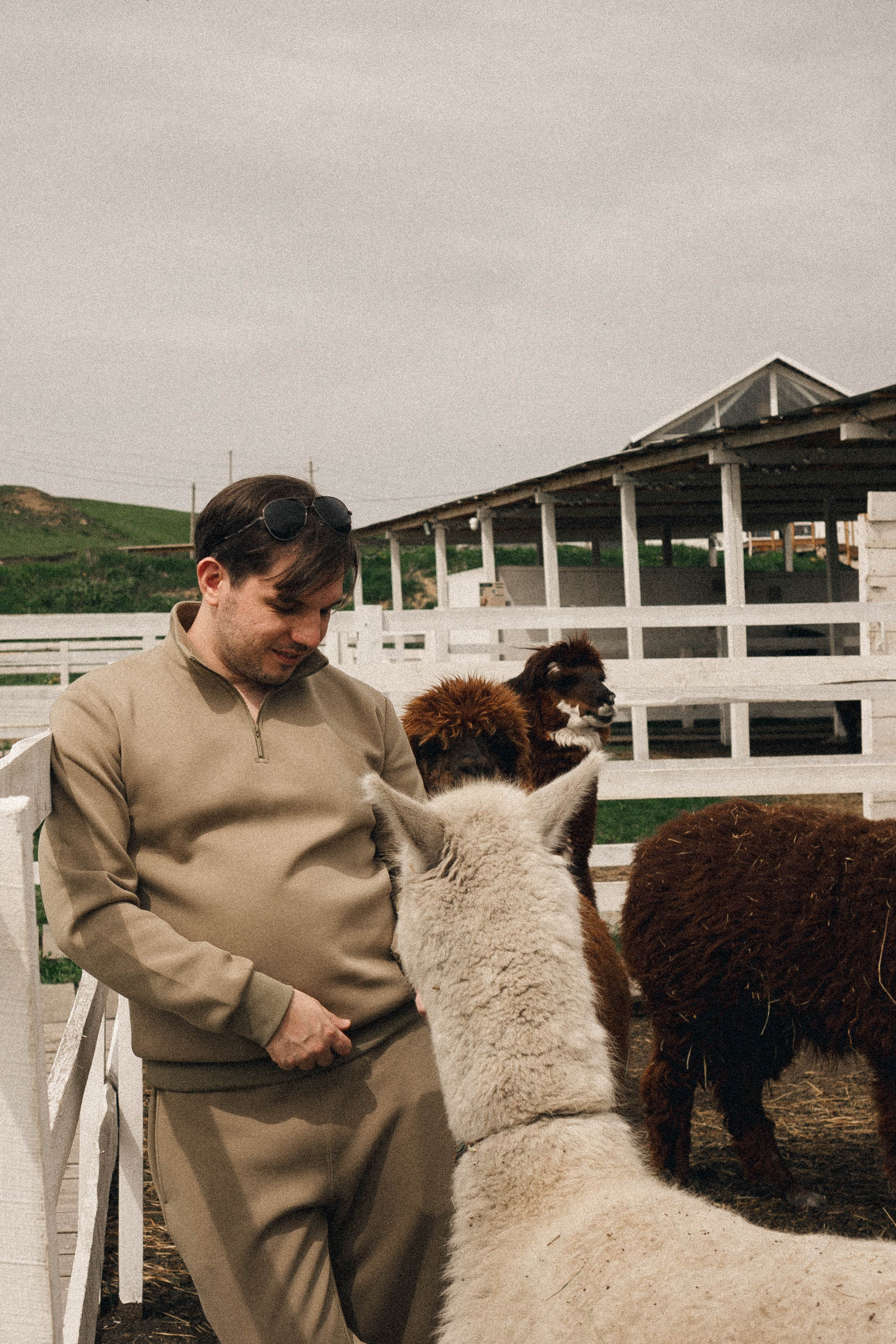 Ферма Альпак. Профессиональный фотограф, Санкт-Петербург — Виктория Богомолова