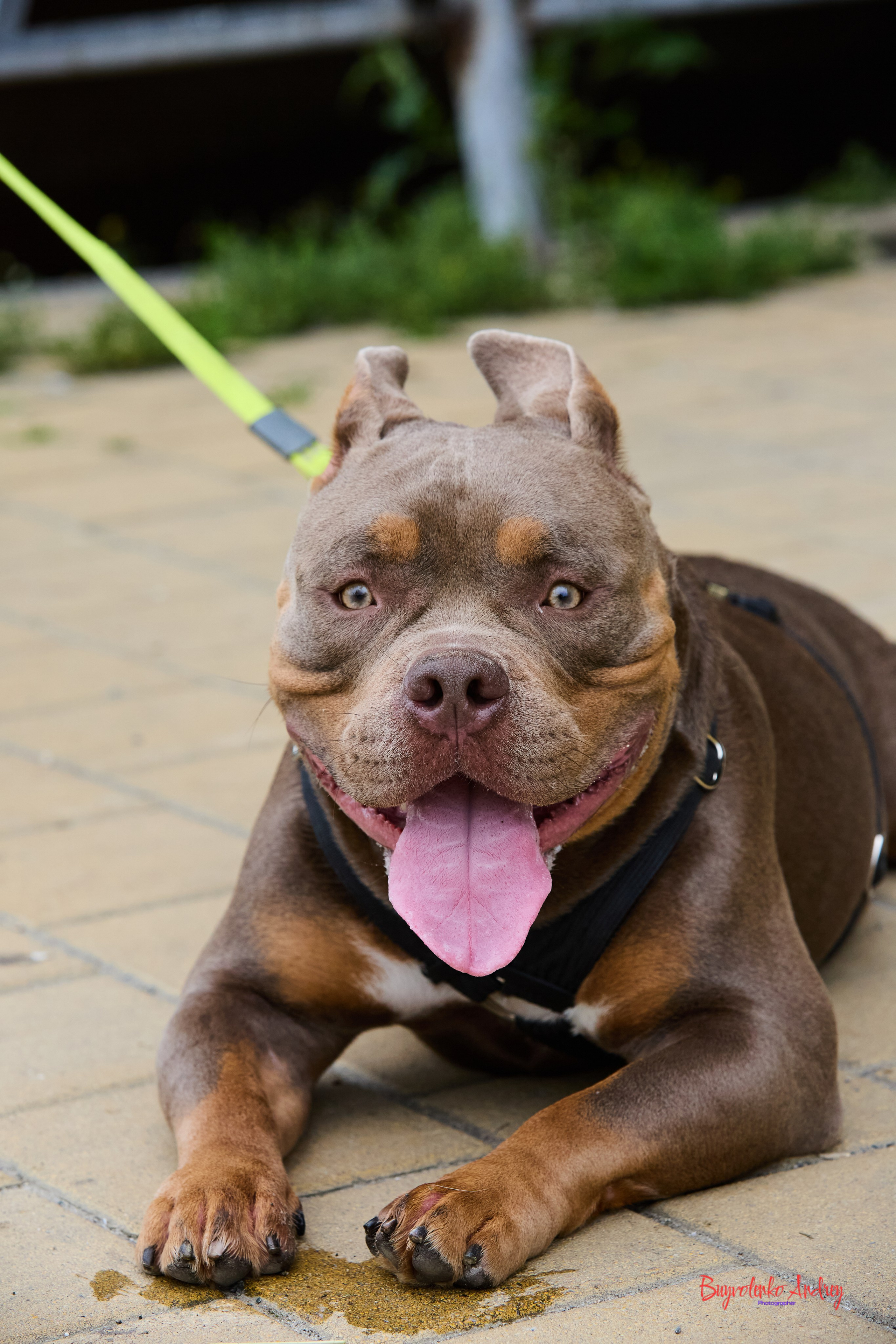 Проект фотопрогулка с хвостиком. Buyvolenko Andrey