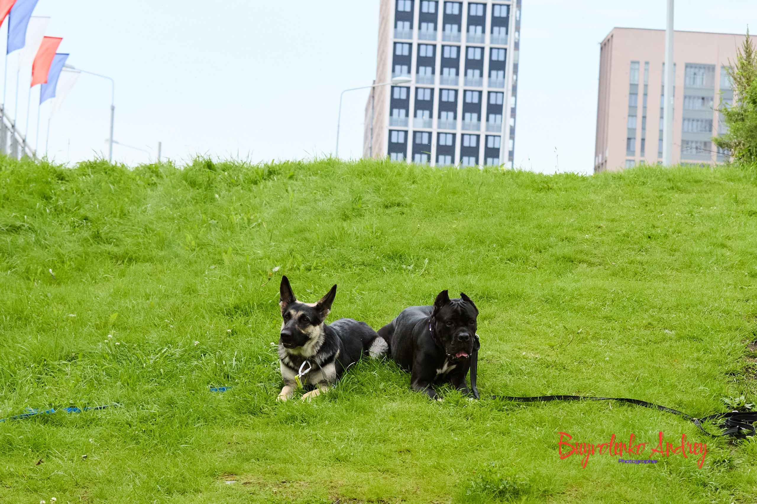 Проект фотопрогулка с хвостиком. Buyvolenko Andrey