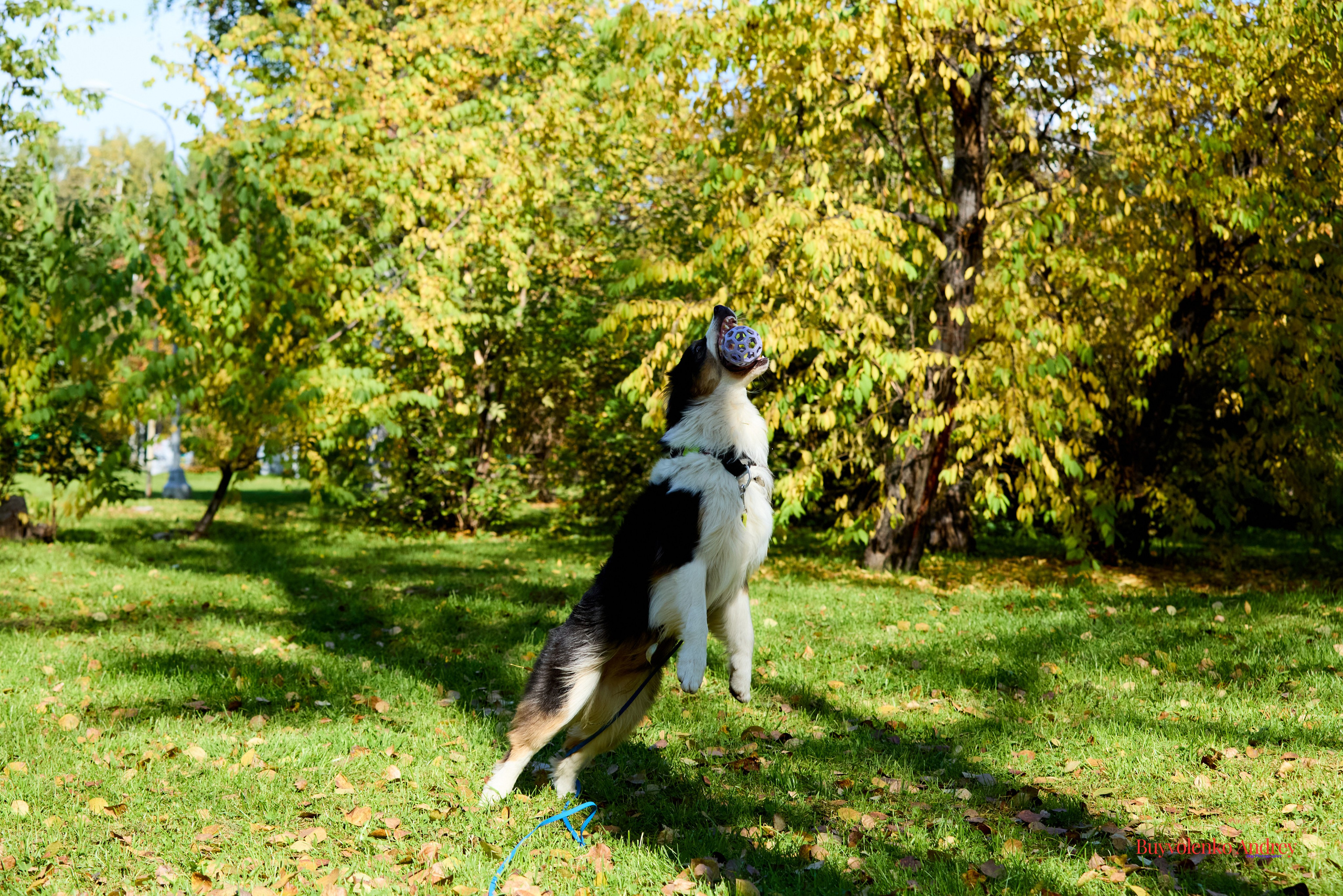 Басенджи и Аусси 21.09.2025. Buyvolenko Andrey