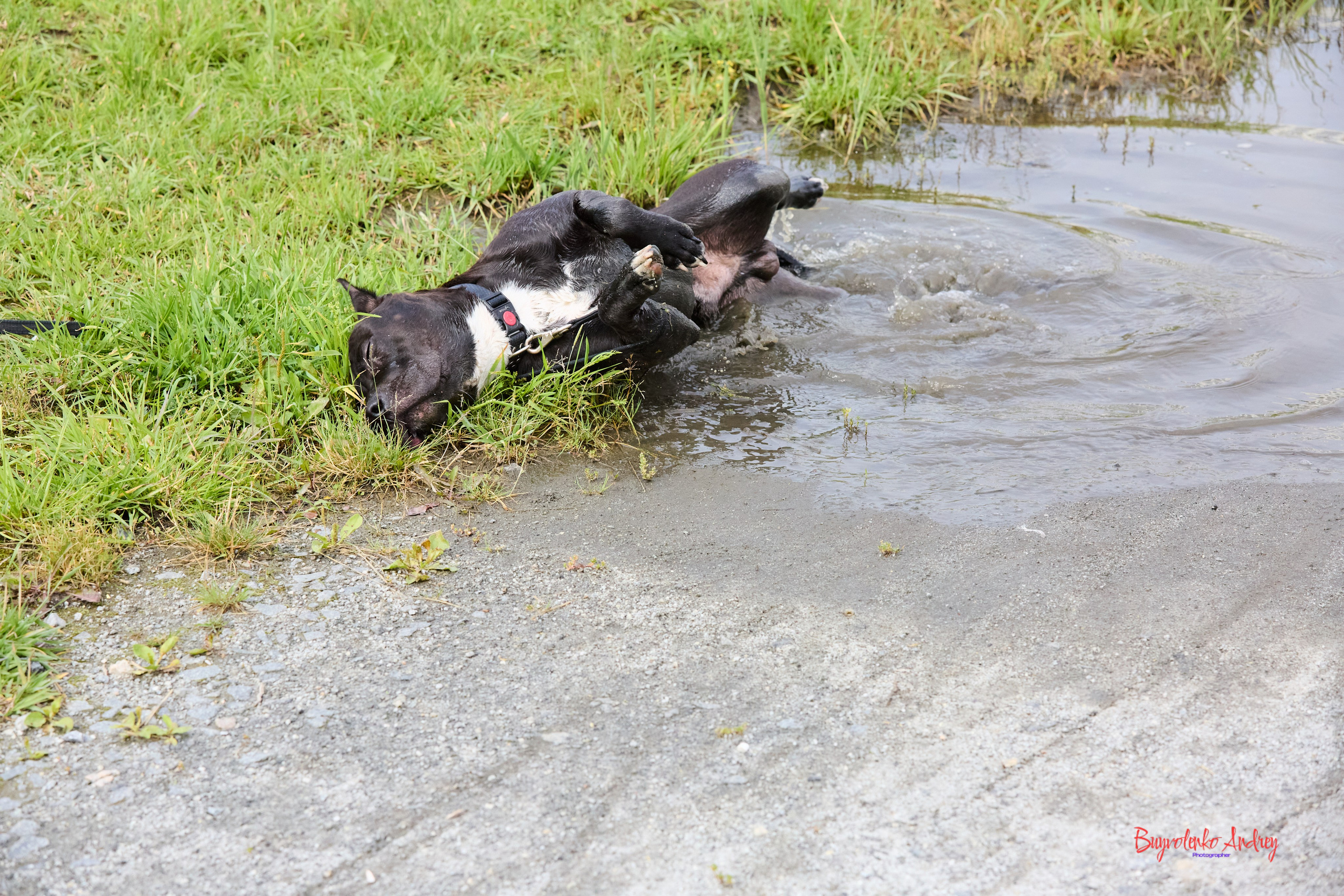 Проект фотопрогулка с хвостиком. Buyvolenko Andrey