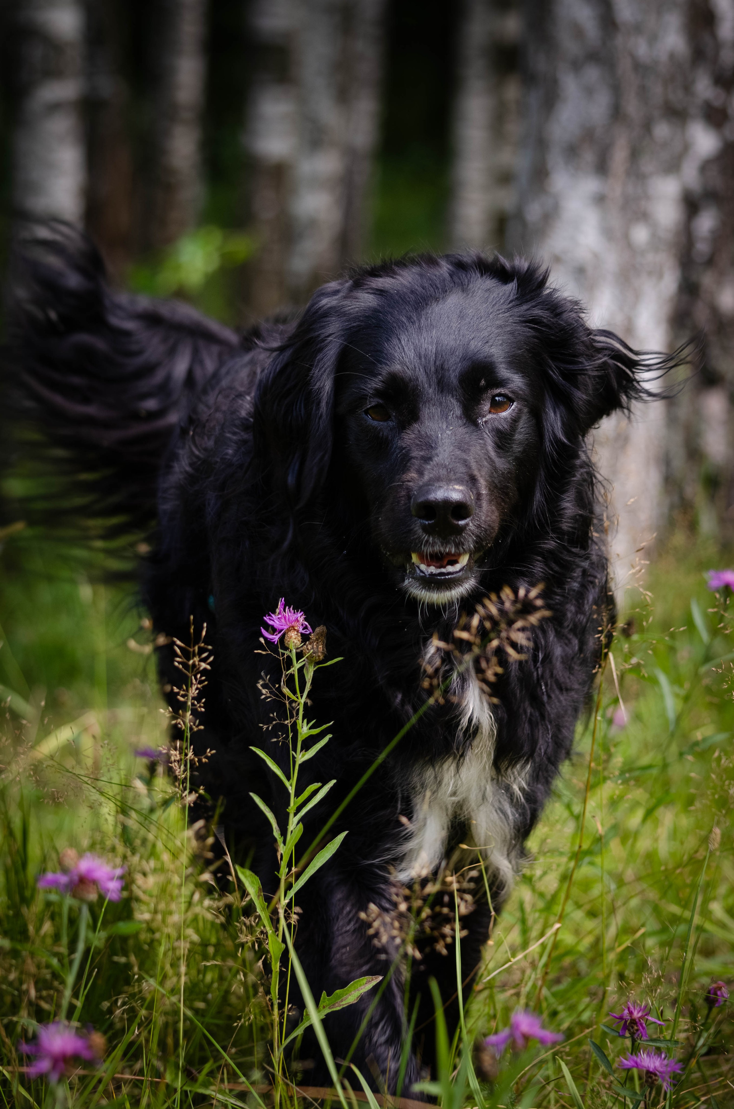 Том и Тося. Фотограф Светлана Блинова, Москва и Московская область