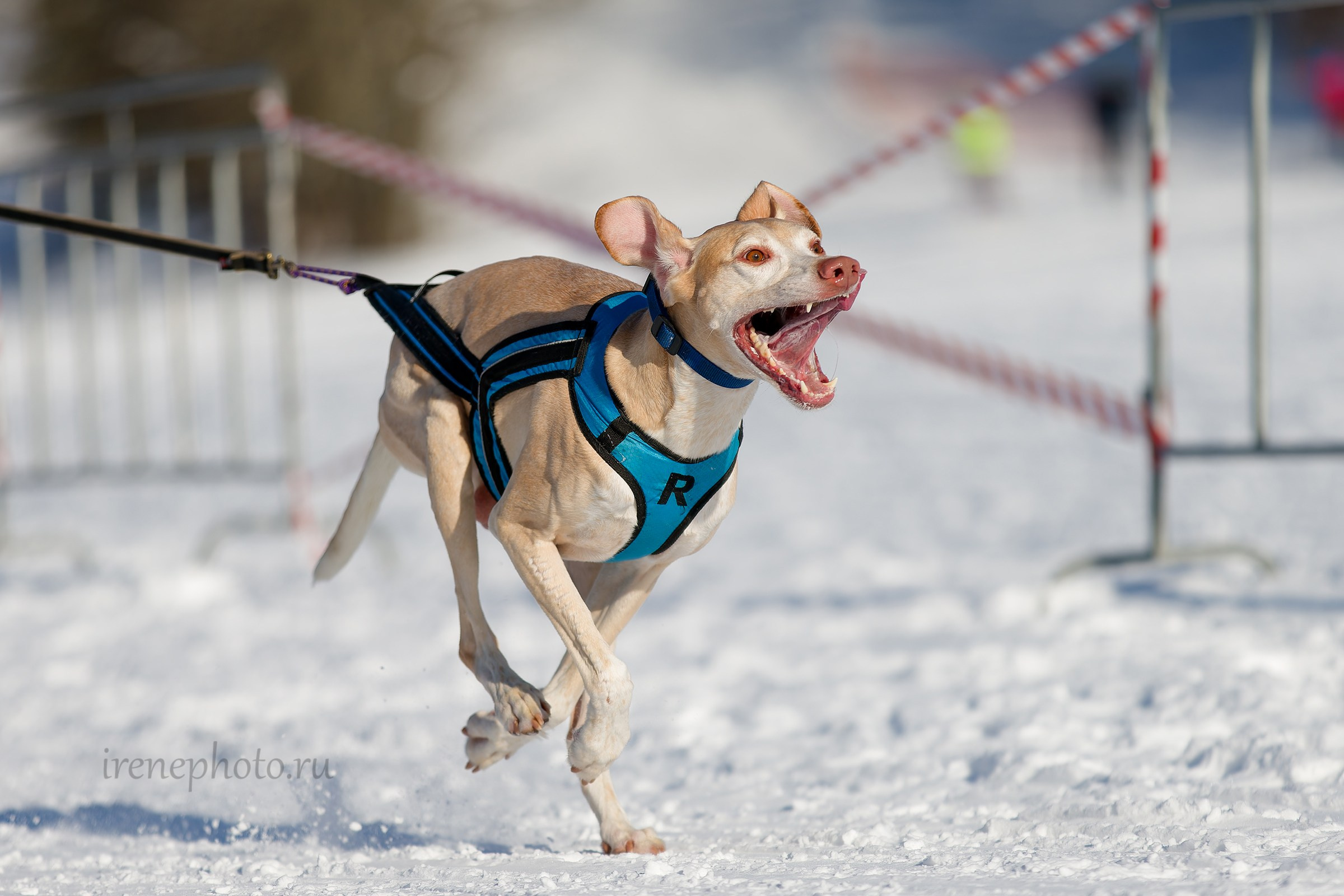 Чемпионат и Первенство Ленобласти — зима 2026. Irenephoto.ru