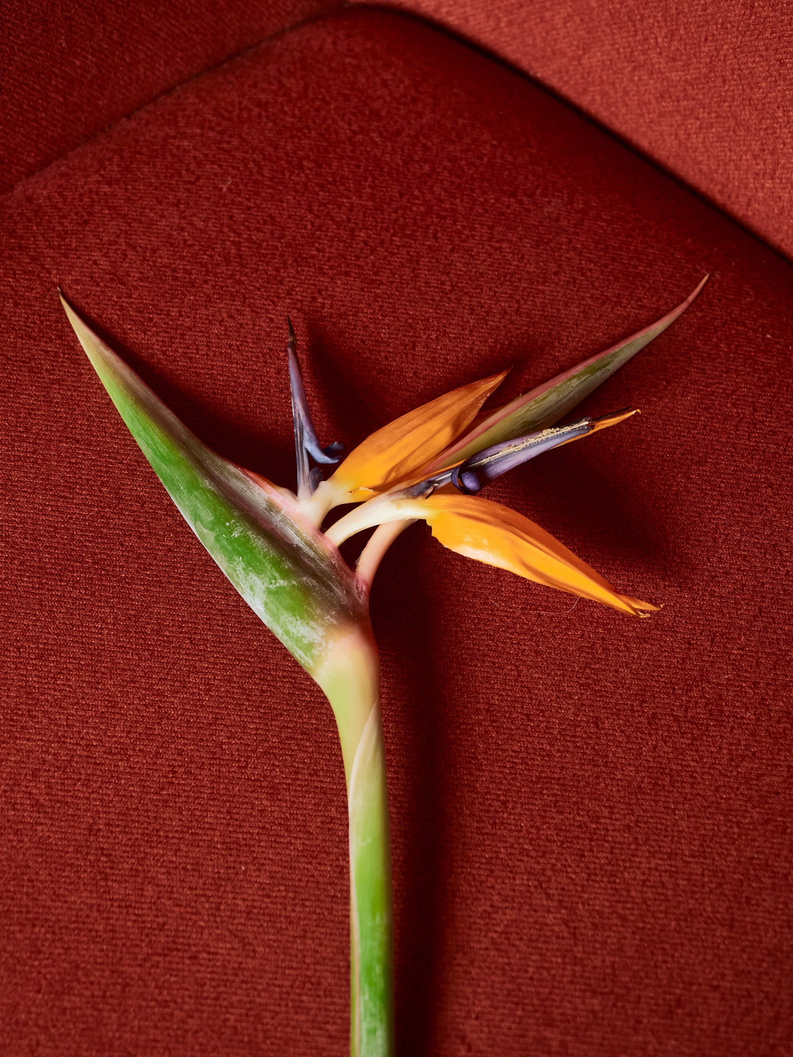 Red D. Екатерина Ханенко — фотограф в Екатеринбурге