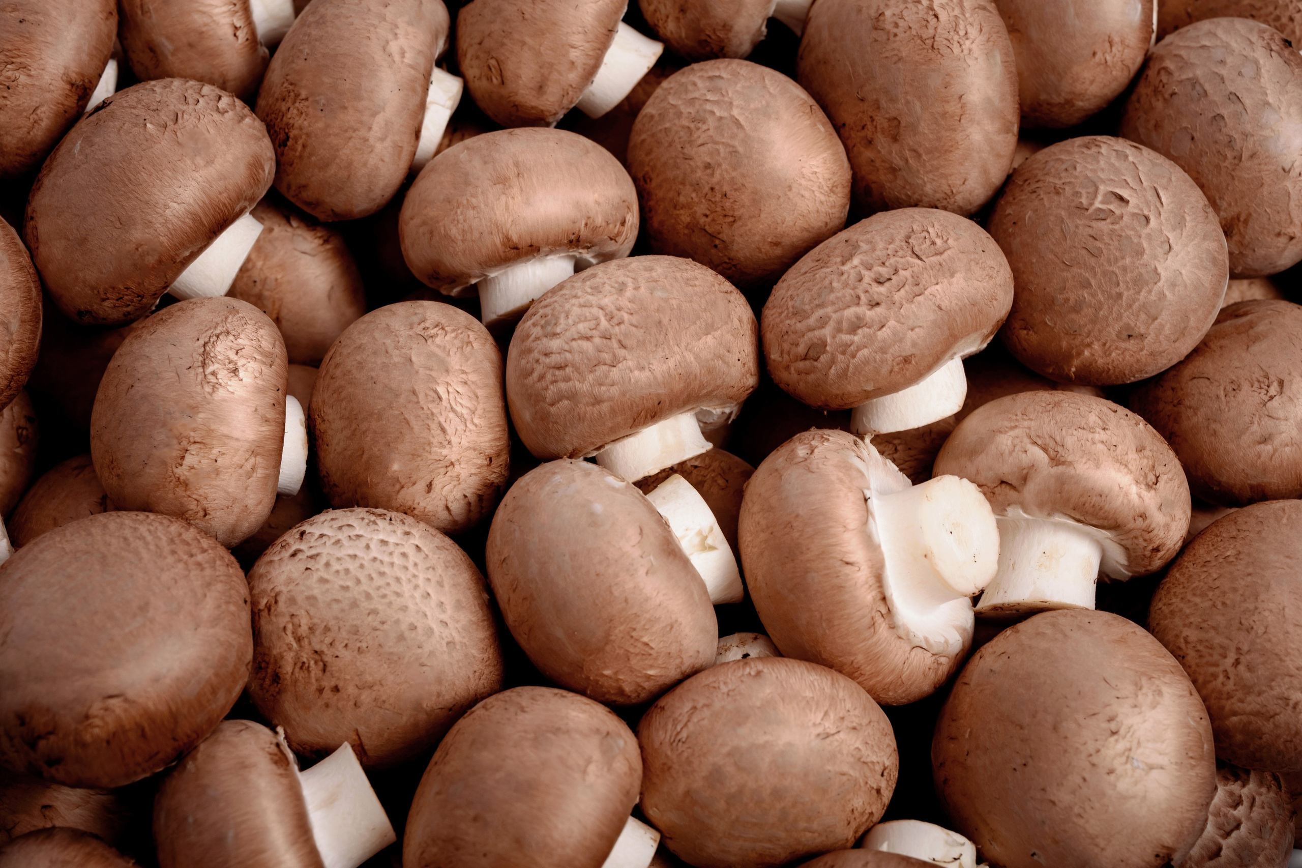 IGS AGRO завод шампиньонов. Коммерческий фотограф в Казани Ксения Добролюбова