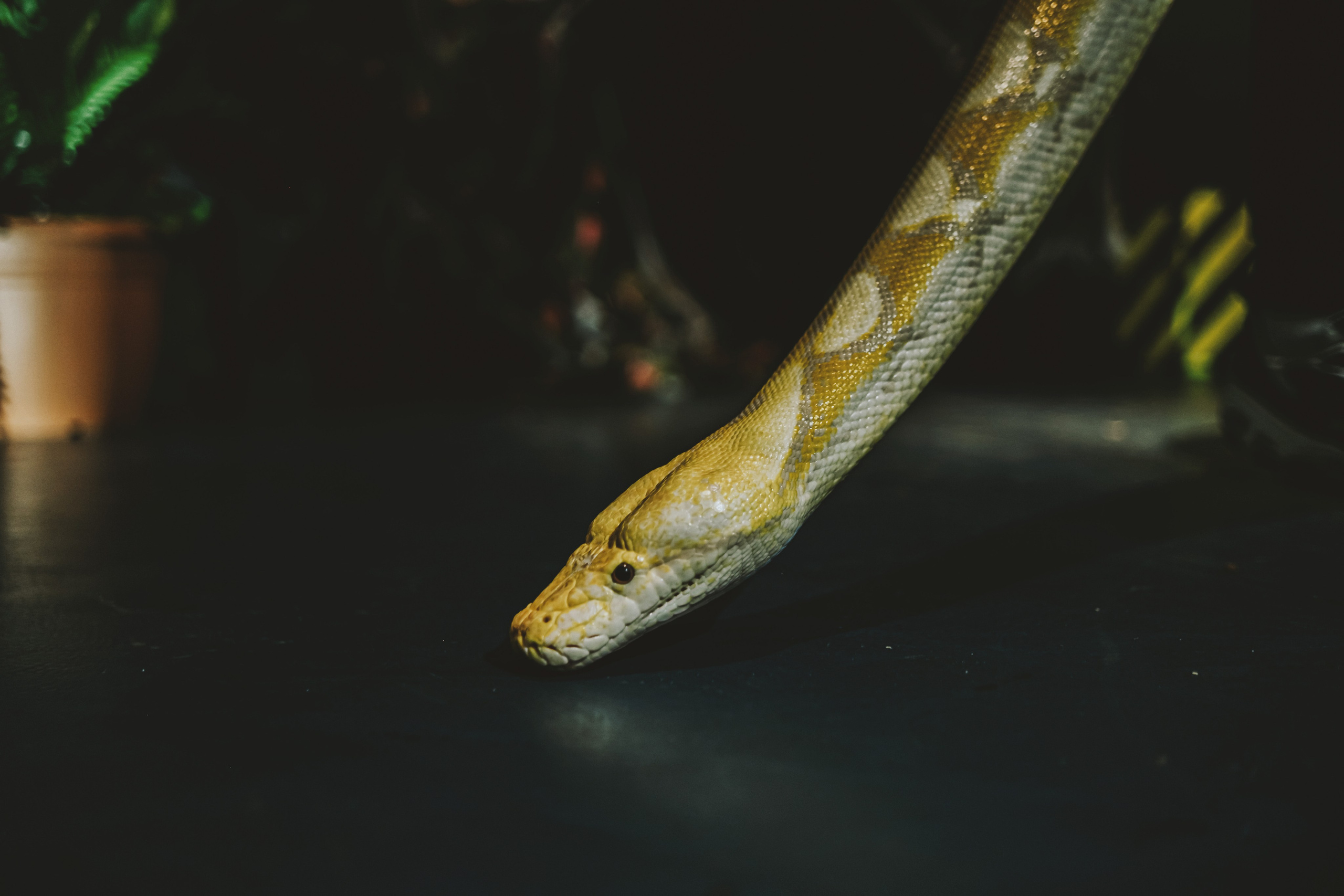 Дом Драконов. Nattie.ph