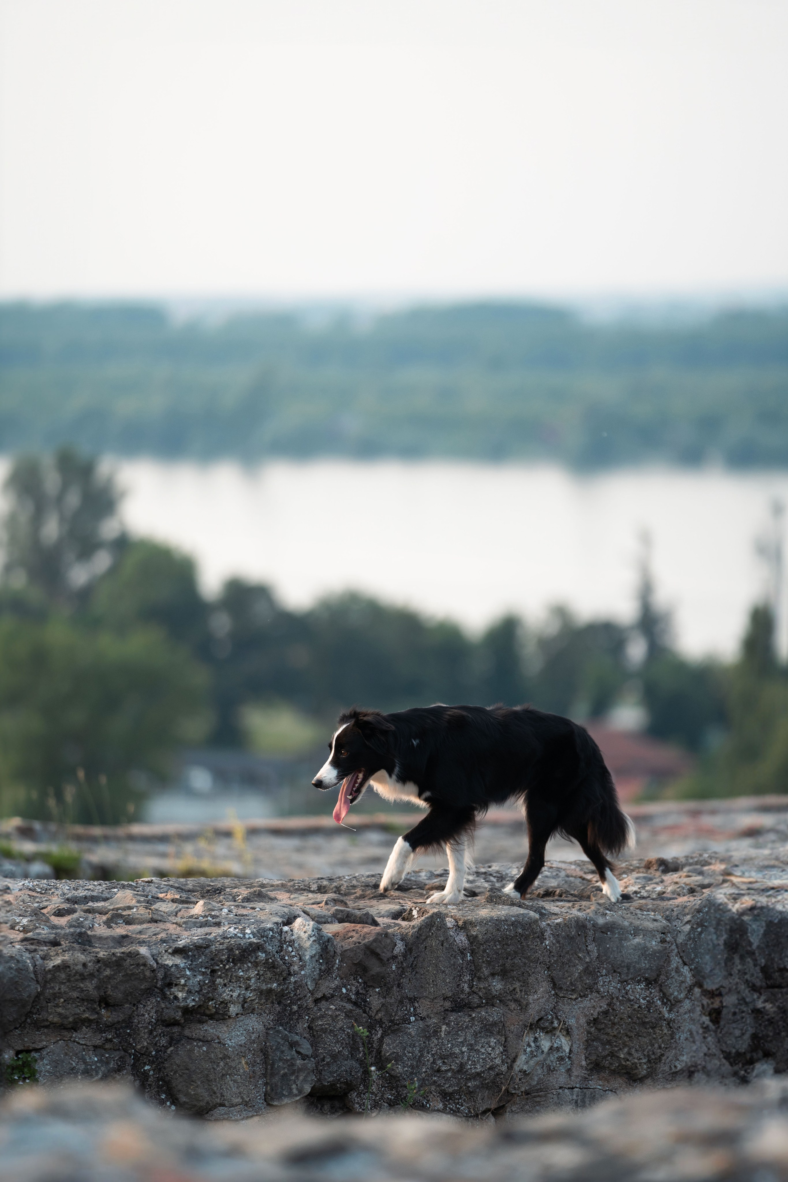 Белград, Калемегдан. Таня и Шегги. Фотограф анималист