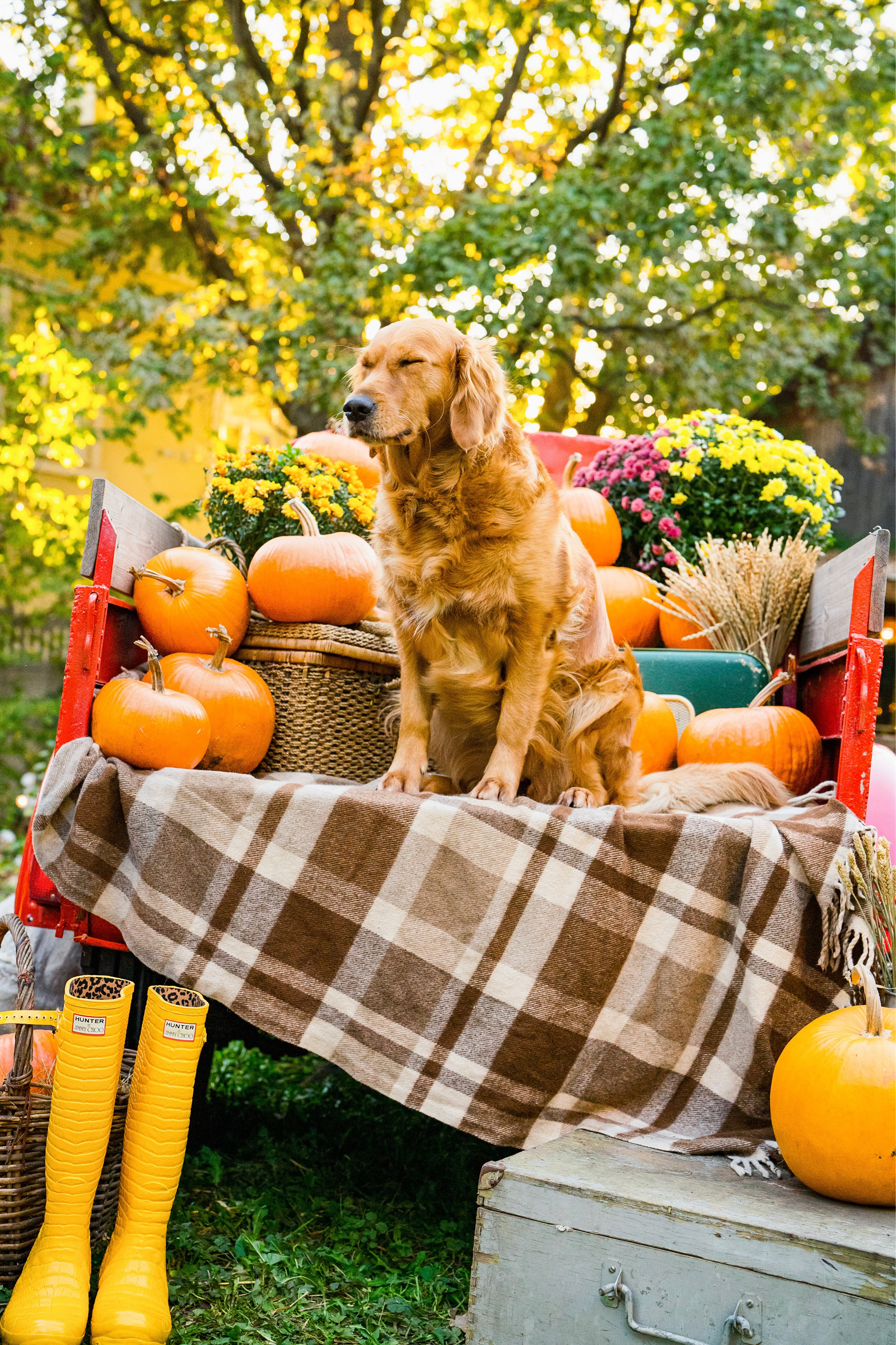 Осенняя Love Story. Ваш фотограф Tetiana Kolos, найду самый удачный ракурс и словлю момент