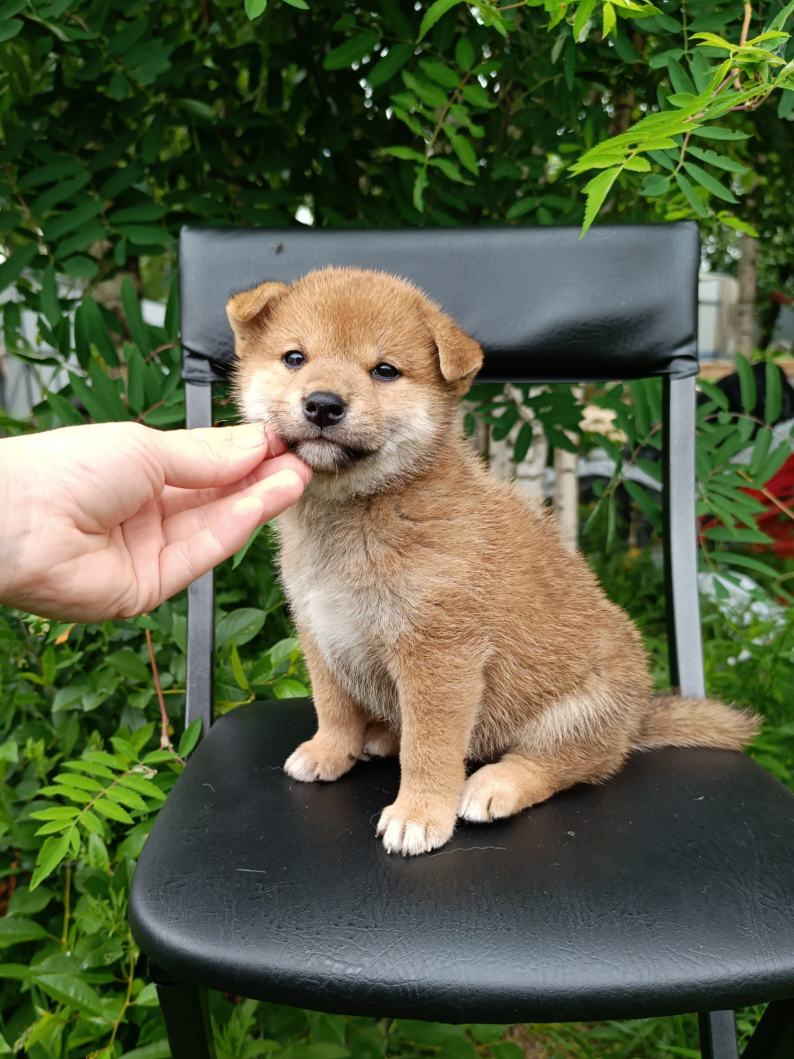 сиба питомник Рубилайт щенки на продажу rubylight  сиба щенки купить СПб Санкт-Петербург