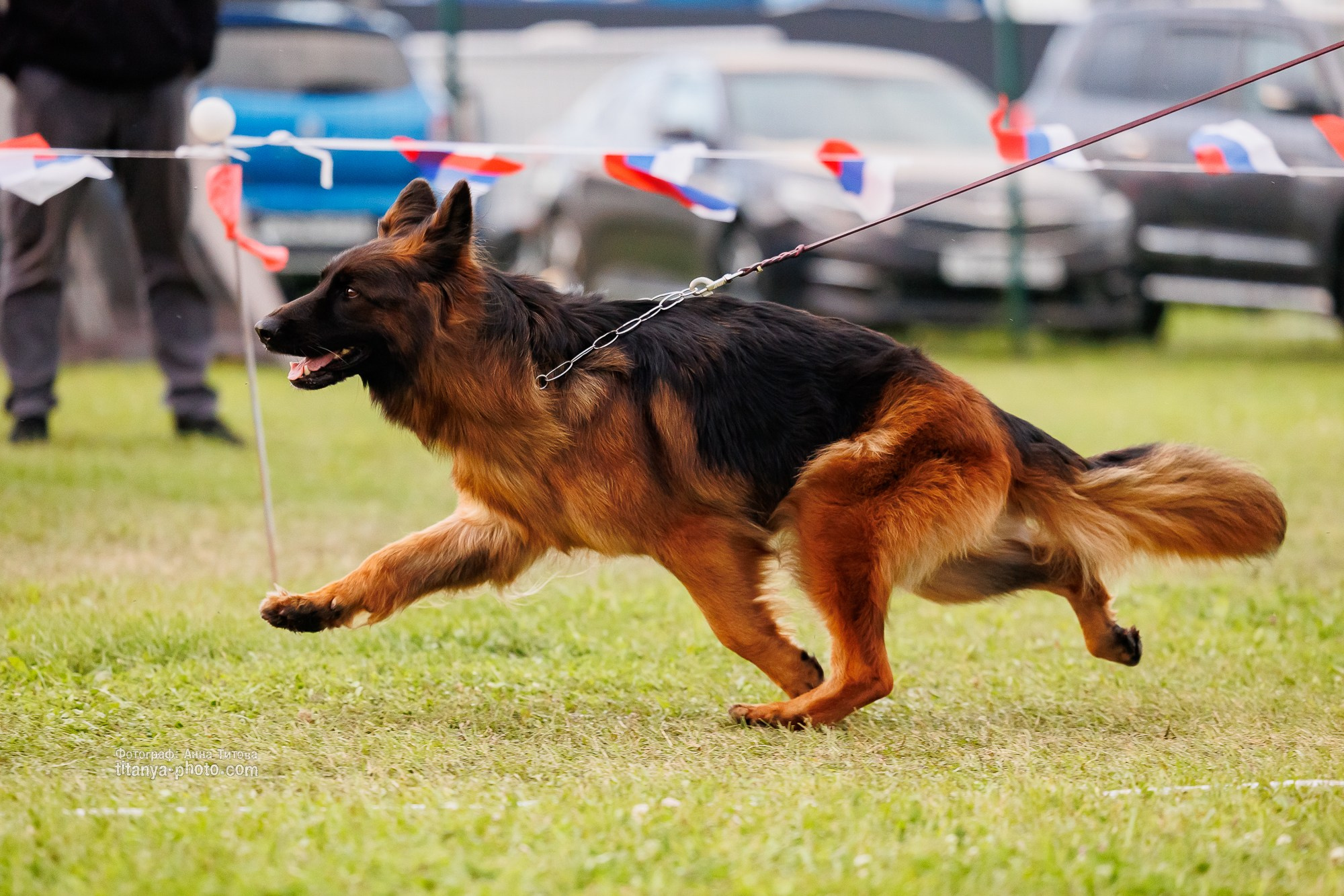Немецкие овчарки: фото из рингов и вне ринга, мутпроба (фотографии с выставок). Фотограф собак, фотограф-анималист Аня Титова (Titanya). Москва