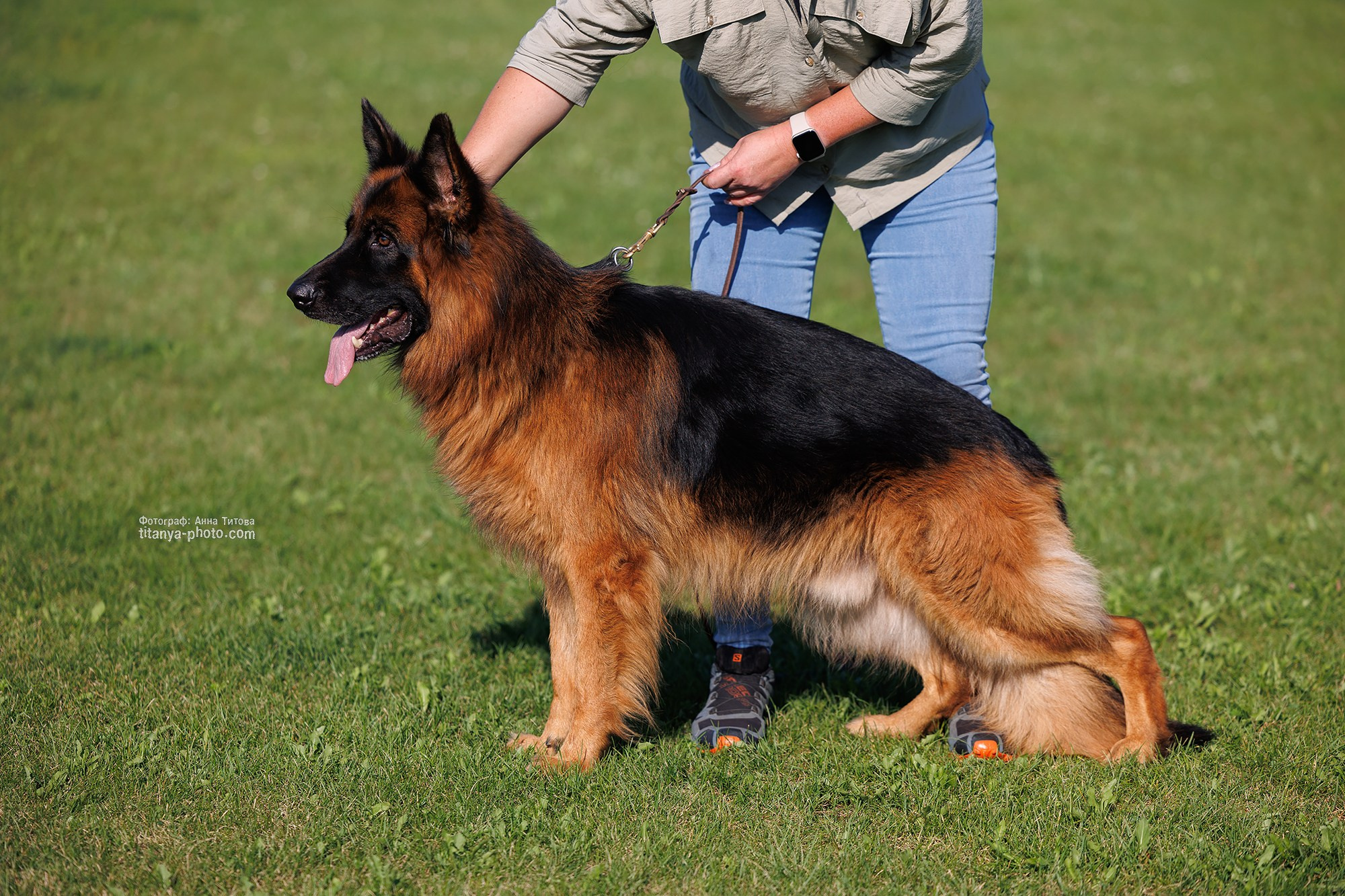 Фото немецких овчарок. Фотограф собак, фотограф-анималист Аня Титова (Titanya). Москва