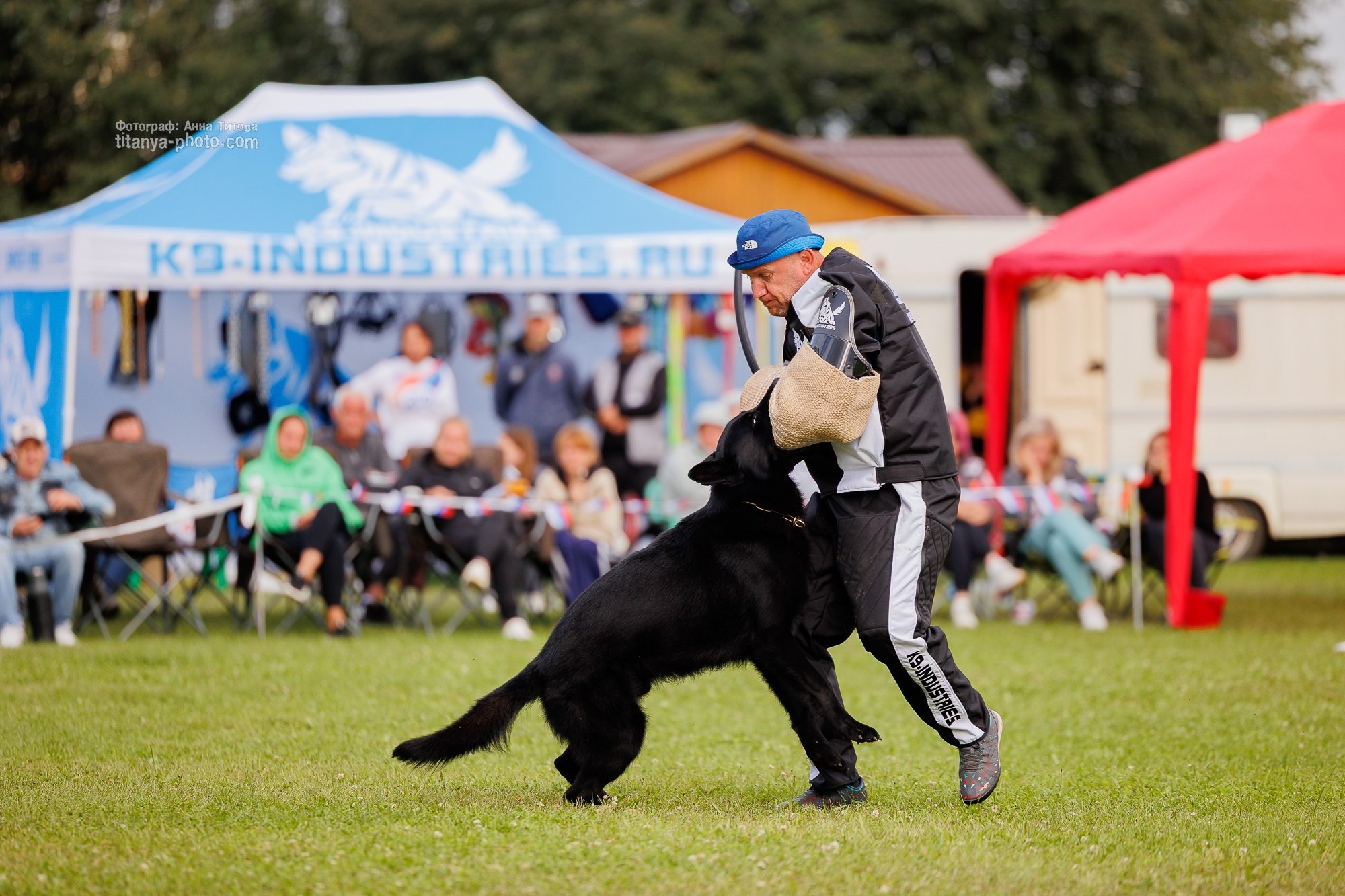 Немецкие овчарки: фото из рингов и вне ринга, мутпроба (фотографии с выставок). Фотограф собак, фотограф-анималист Аня Титова (Titanya). Москва