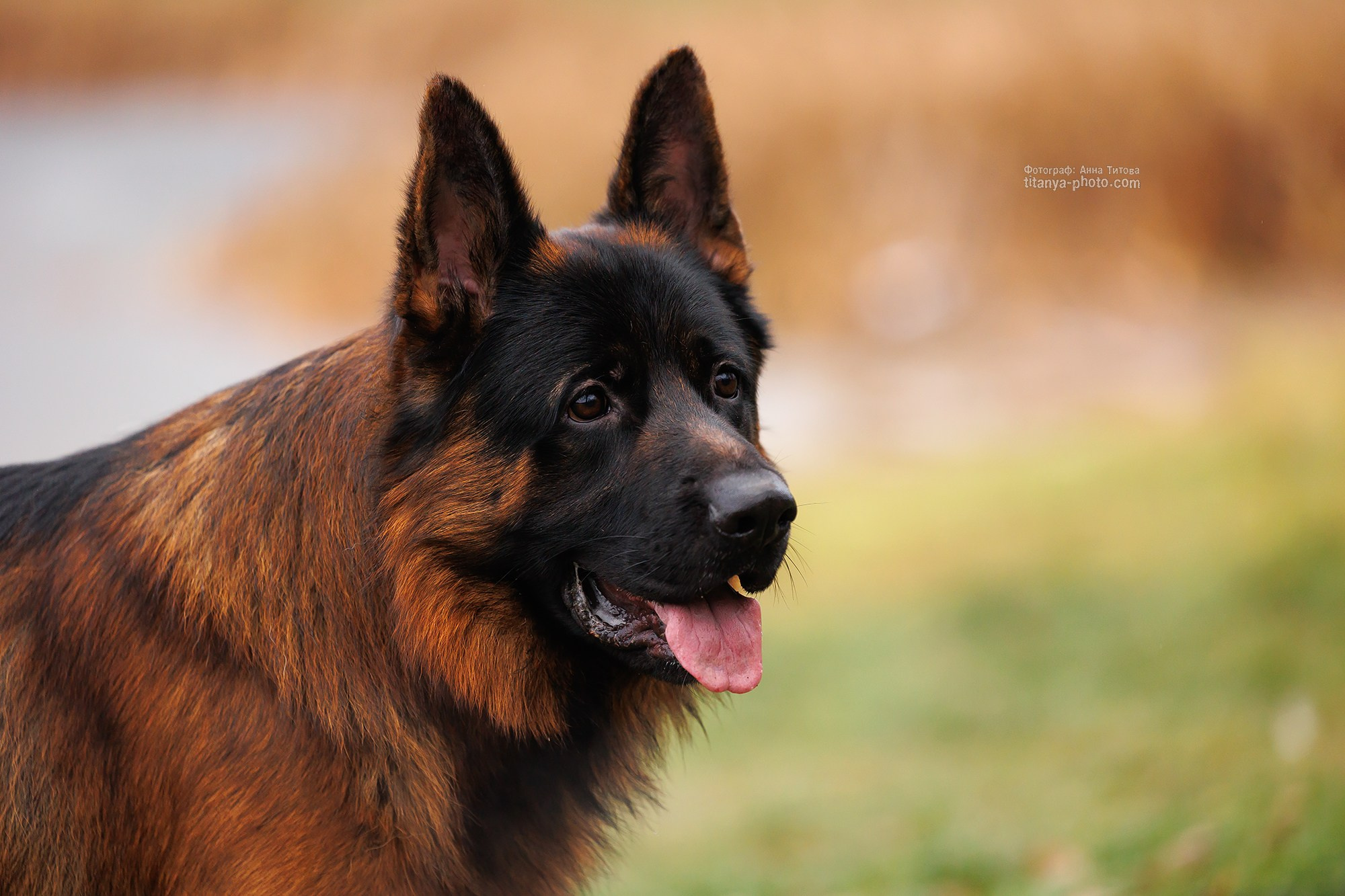 Фото немецких овчарок. Фотограф собак, фотограф-анималист Аня Титова (Titanya). Москва
