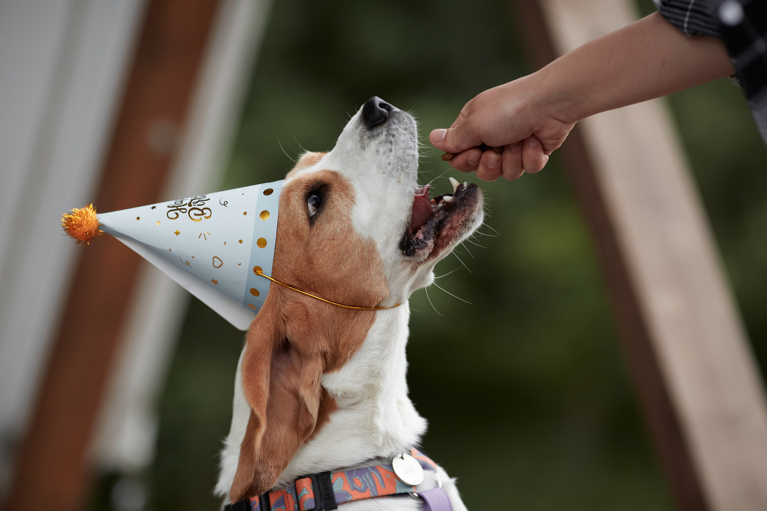 Фотограф-анималист Мартынова Анастасия