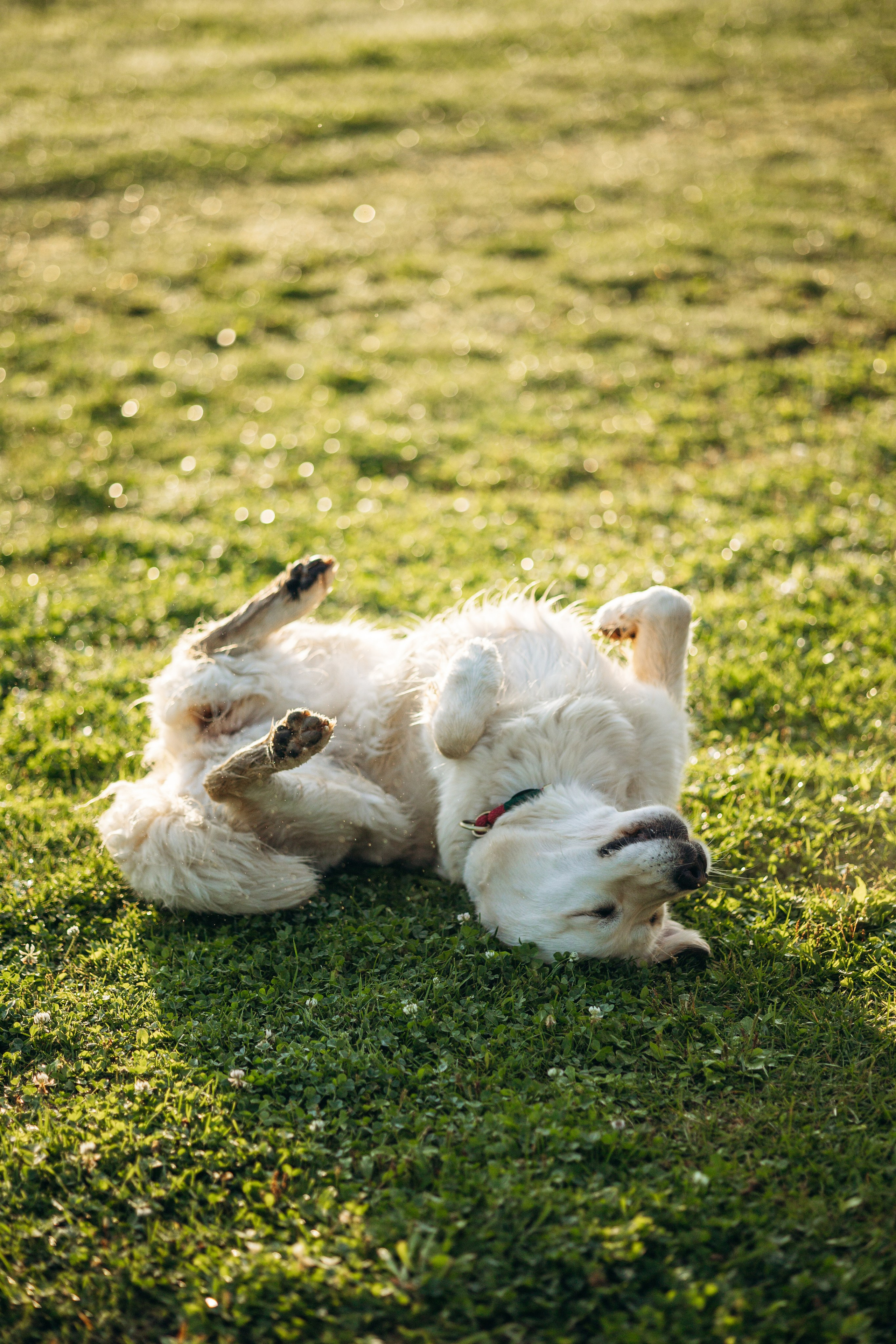 Ирина и ее золотинки. Фотограф — Анималист | Санкт-Петербург