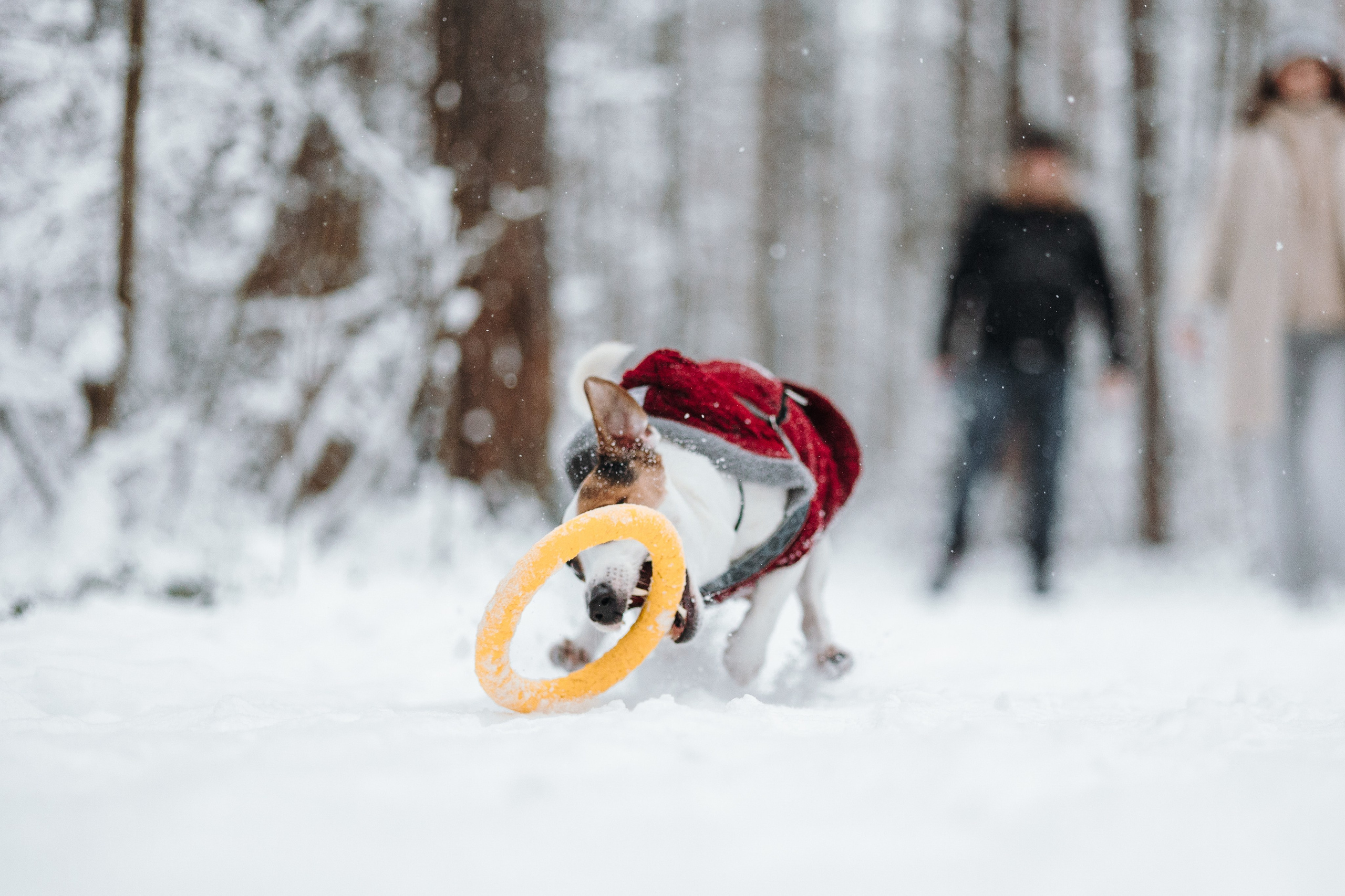 Мики и его семья. Фотограф — Анималист | Санкт-Петербург