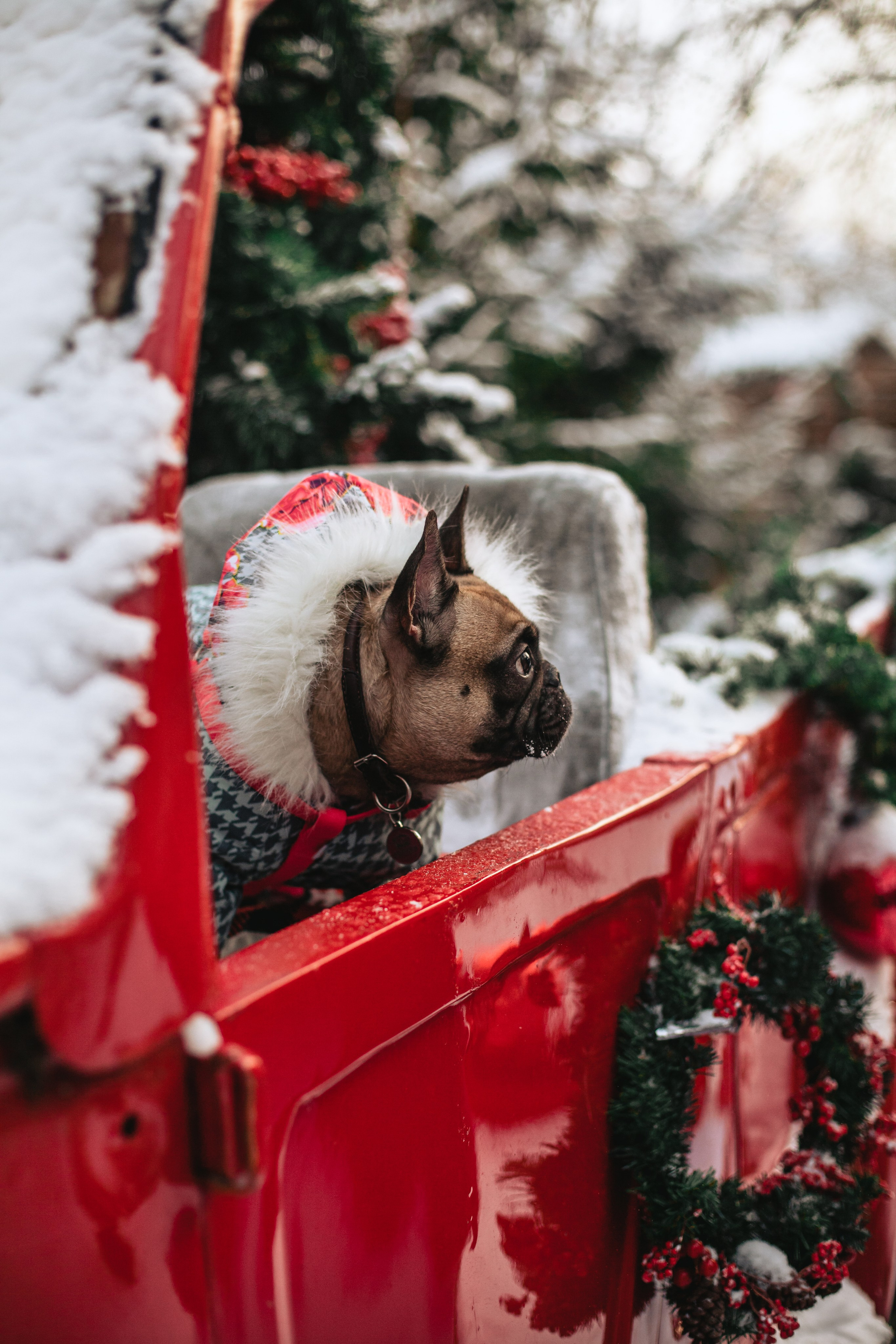 Зингер дача. Фотограф-анималист Татьяна Степанова