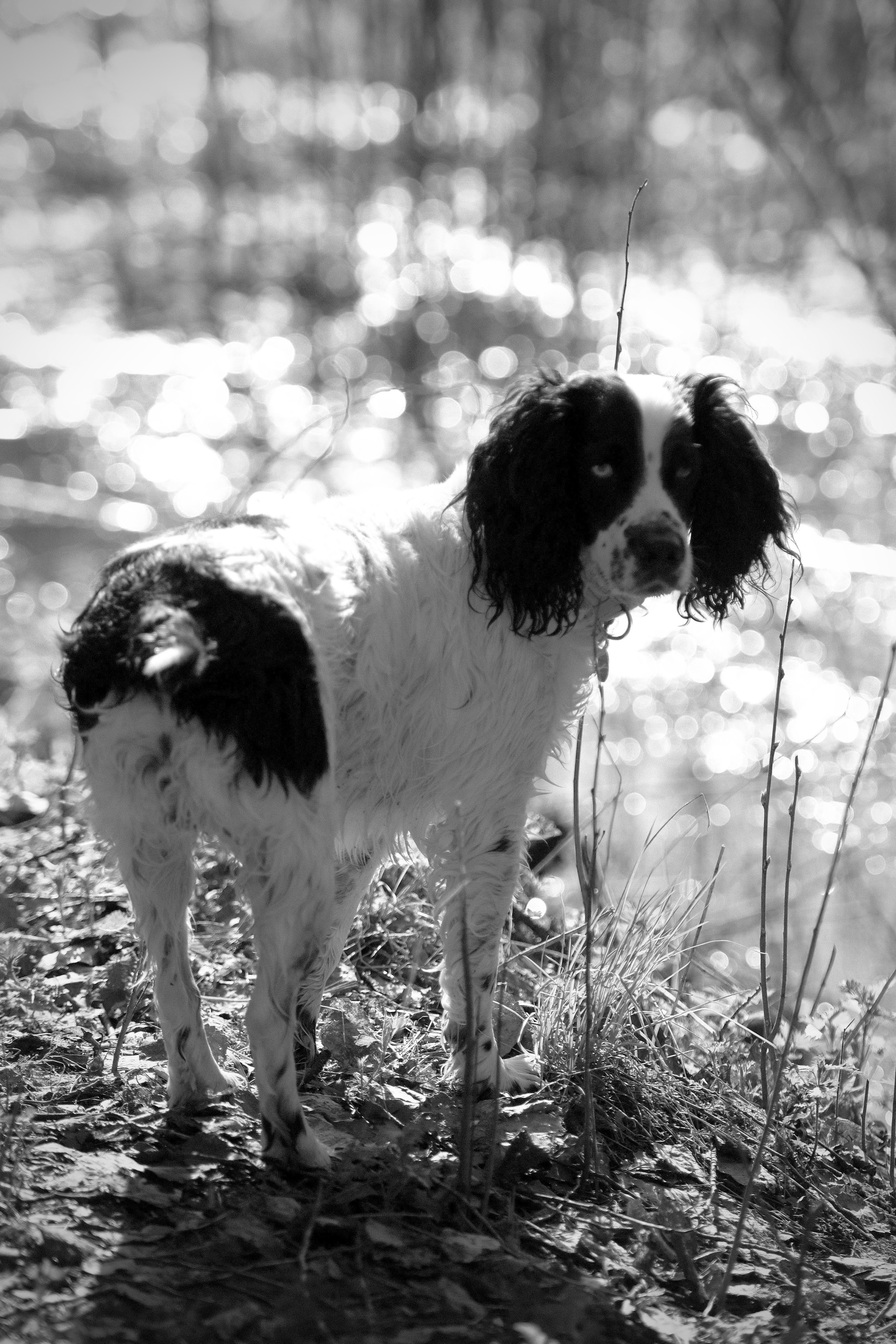 Зверята. Репортажный и семейный фотограф — Шелихов Сергей