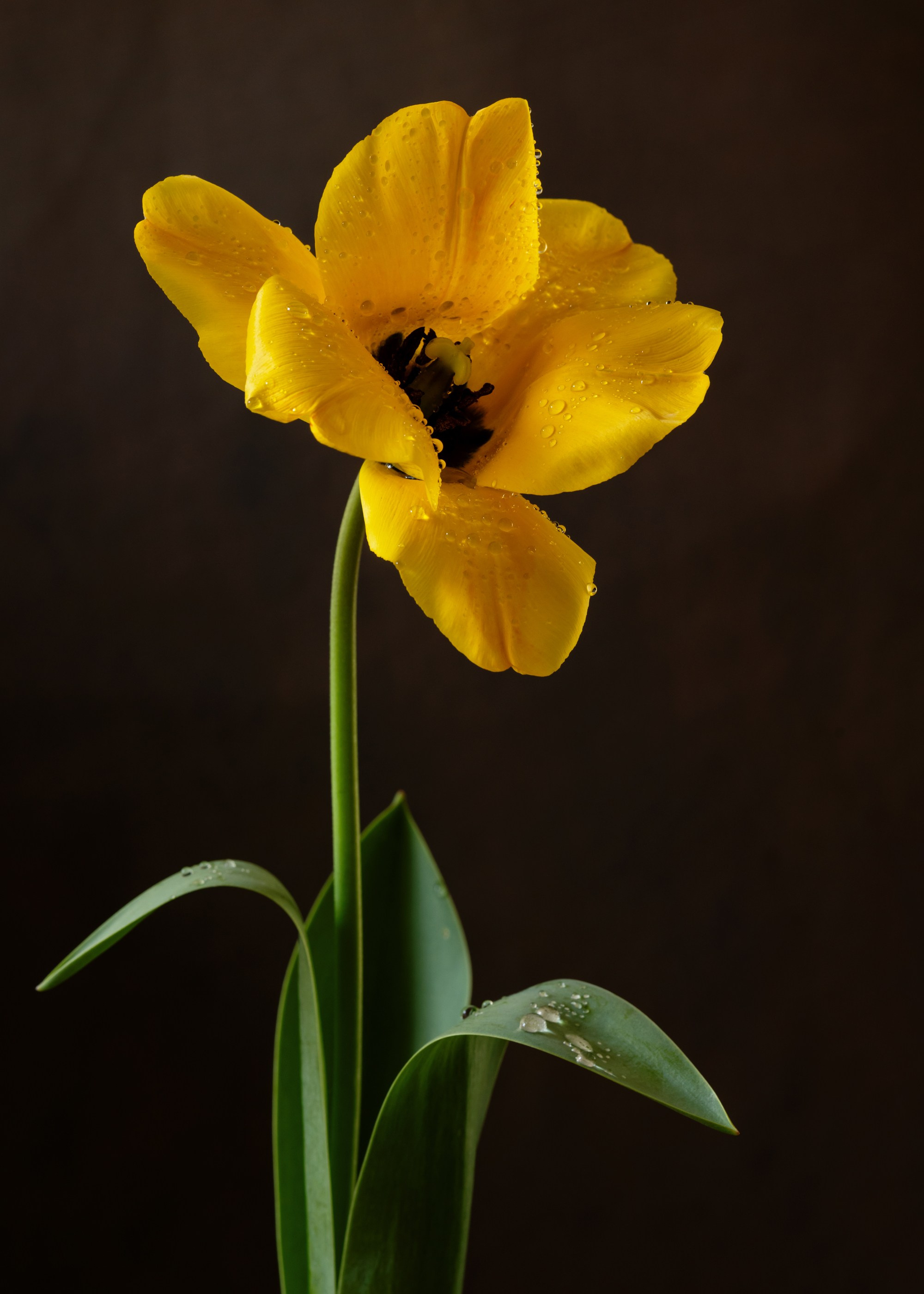 Golden Tulip. Author’s fine art prints with international delivery