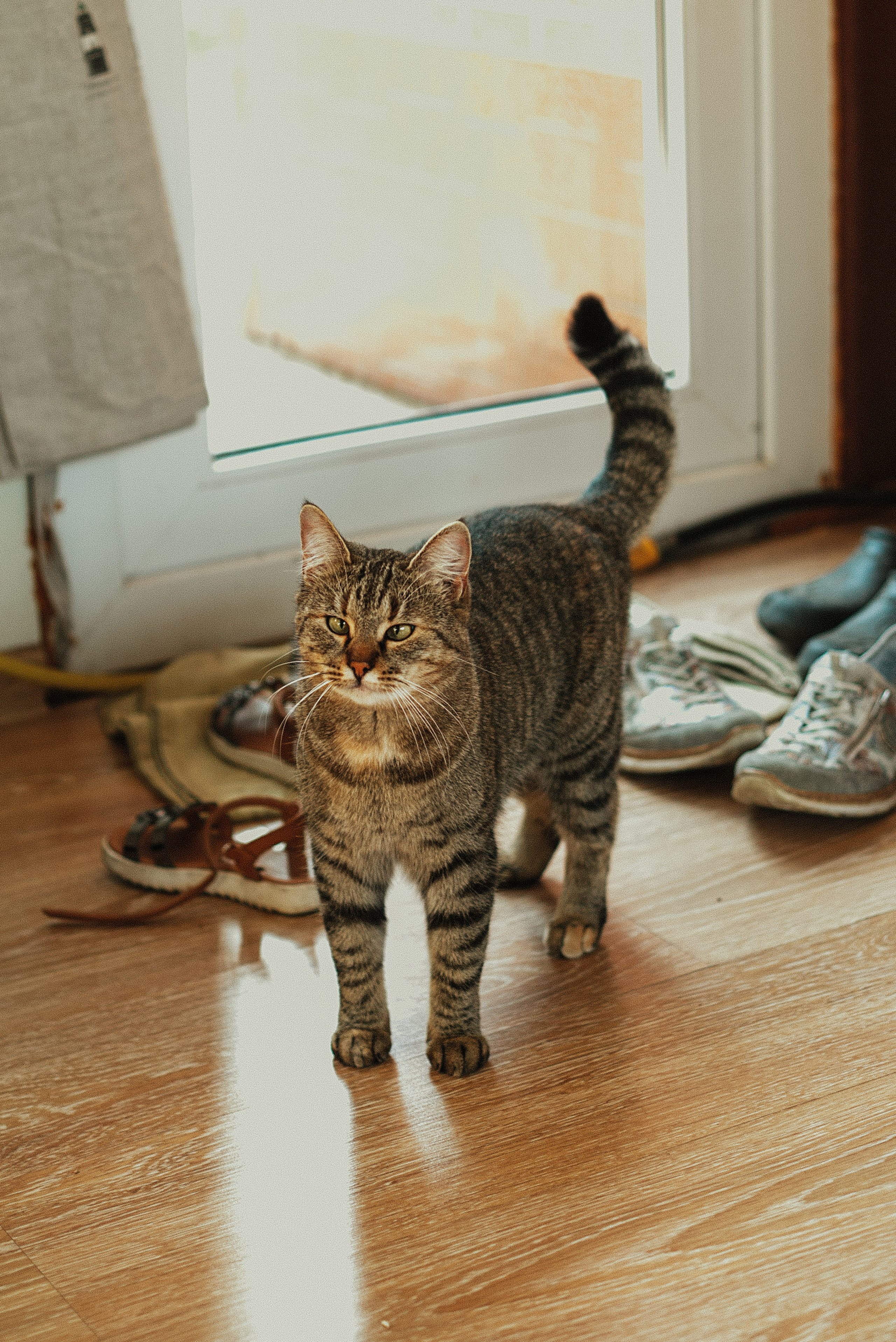 День Рождения Алисы. Семейный фотограф. Великанова Ирина. Санкт-Петербург. Пушкин