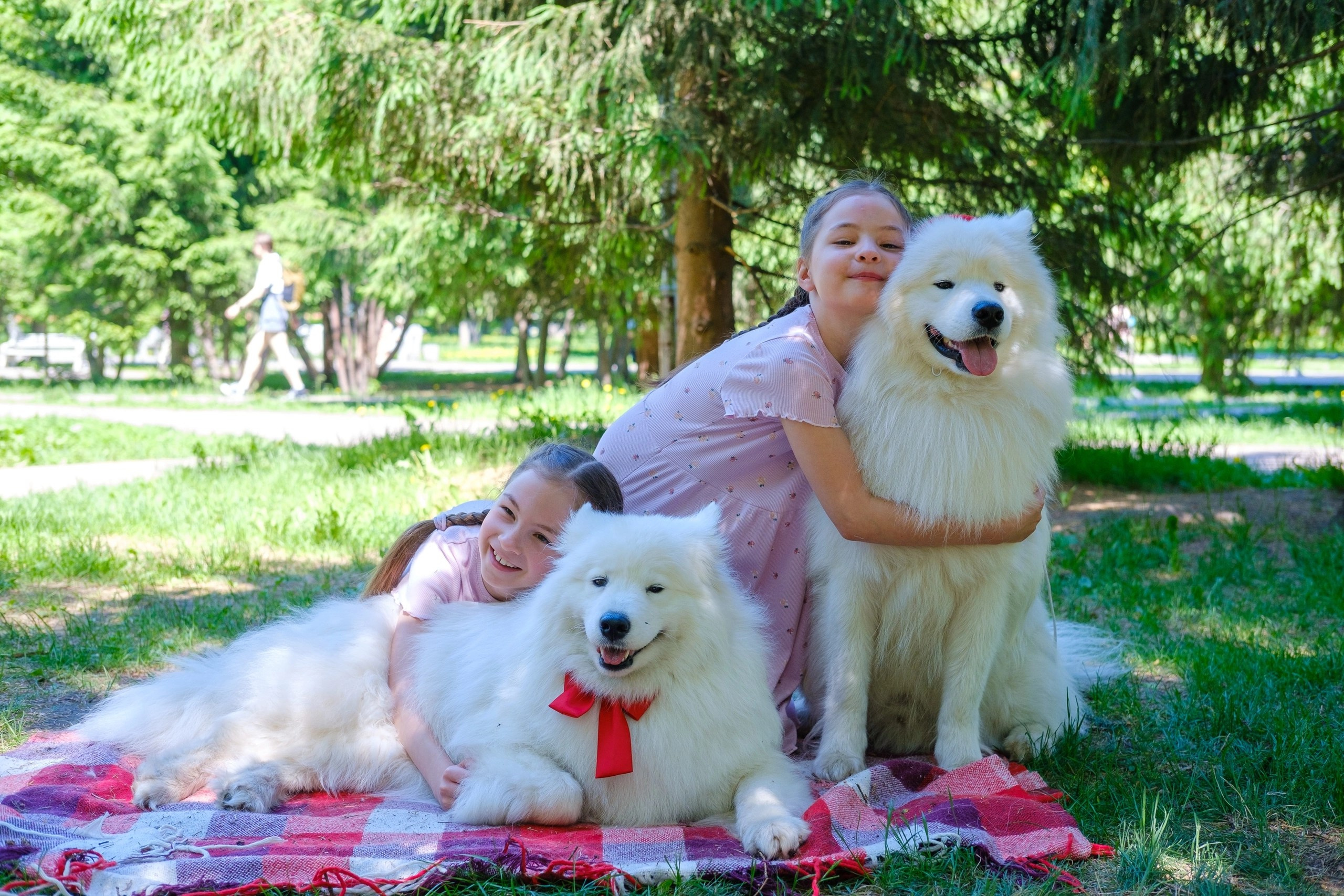 Благотворительная фотосессия. Самоед Новосибирск