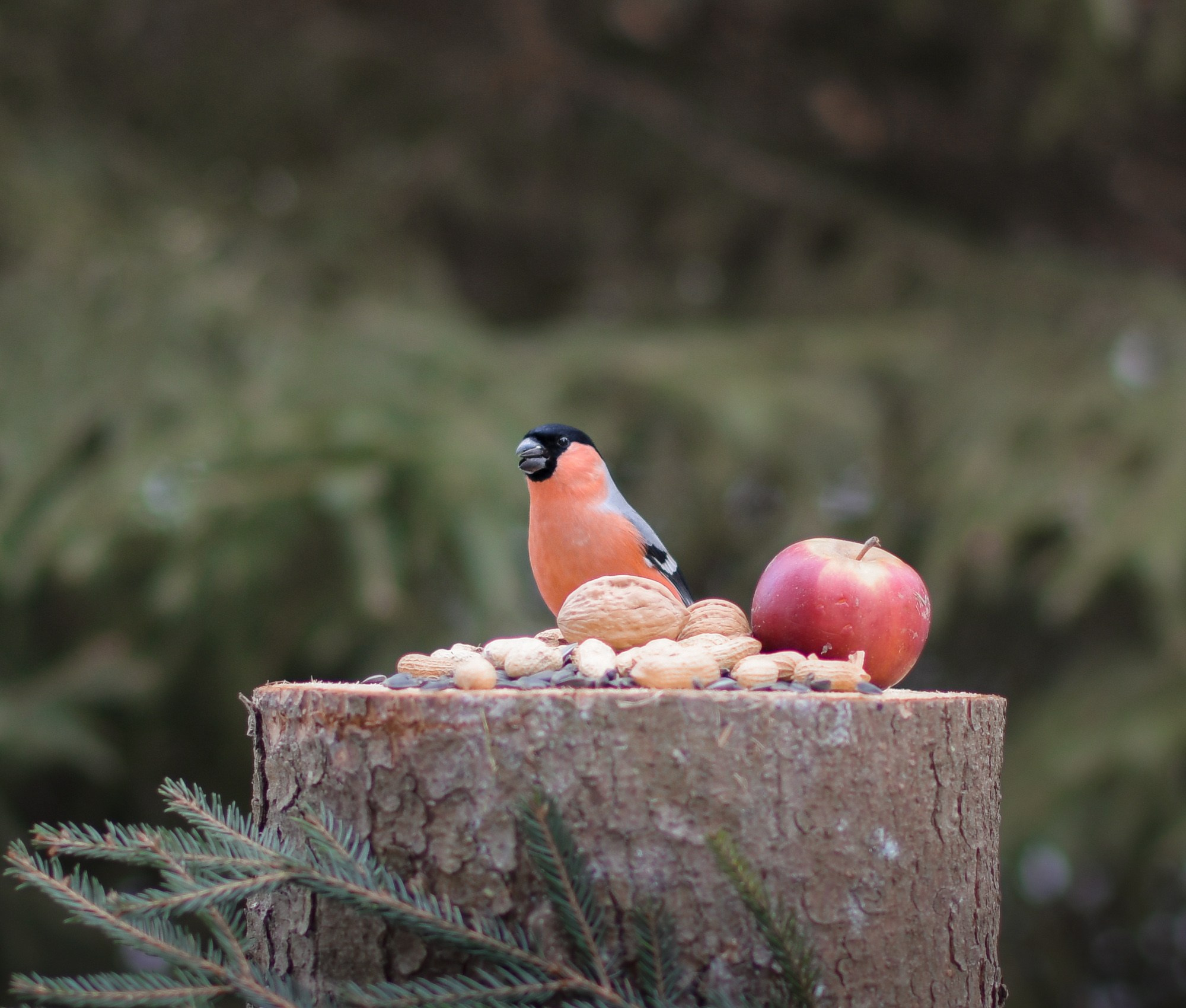 Натюрморты с птицами. В созвучии с природой. Фотограф Светлана В. Пронина, Москва