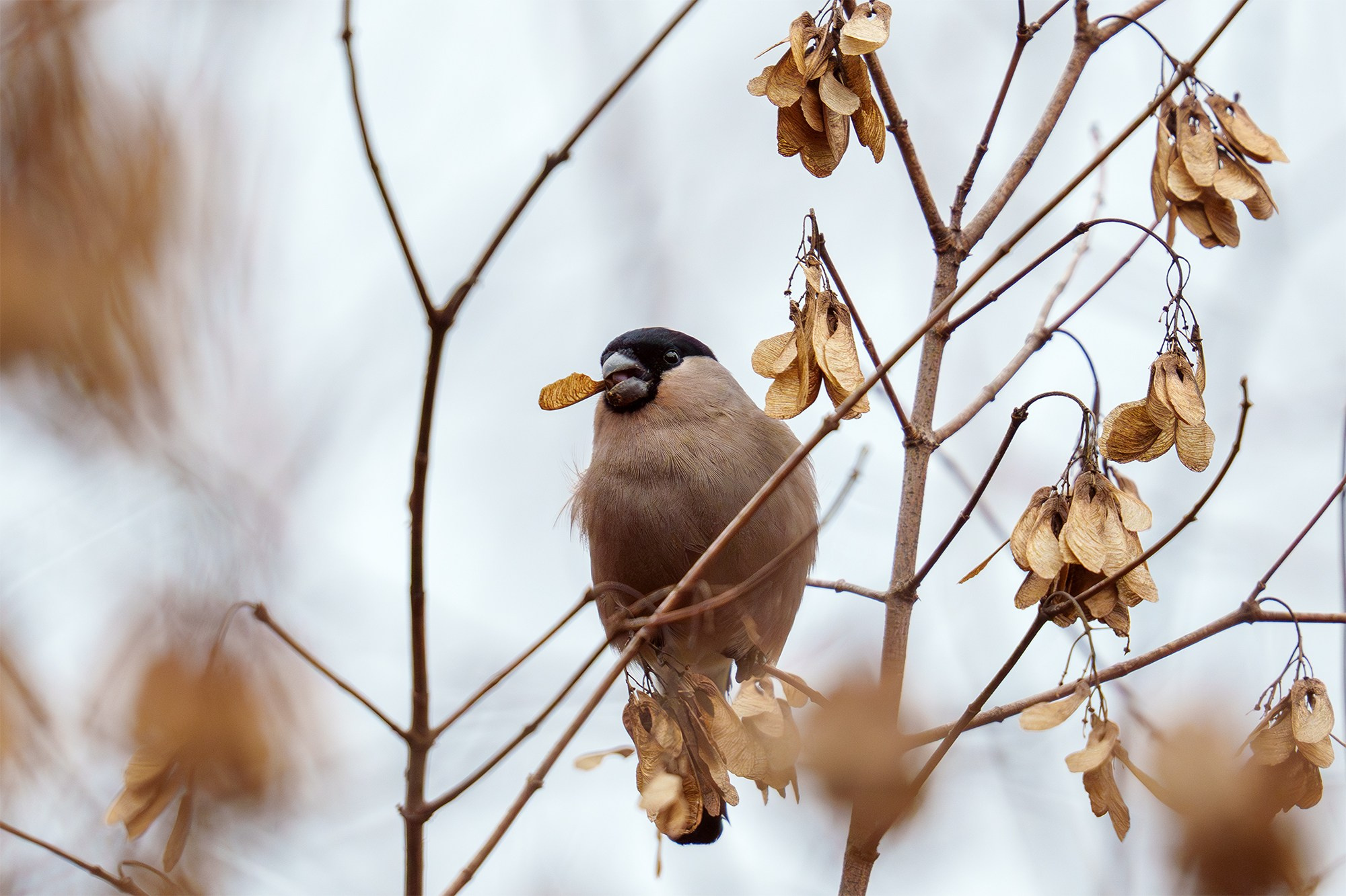 Удивительные мир птиц. Вокруг нас столько прекрасного — присмотритесь!. Ваш личный фотограф Марина Волкова